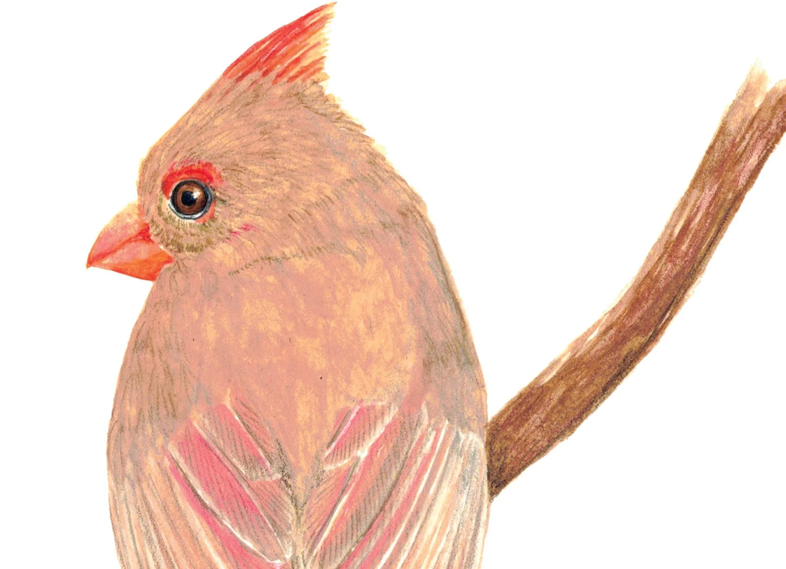 NORTHERN CARDINALS DETAIL.jpg