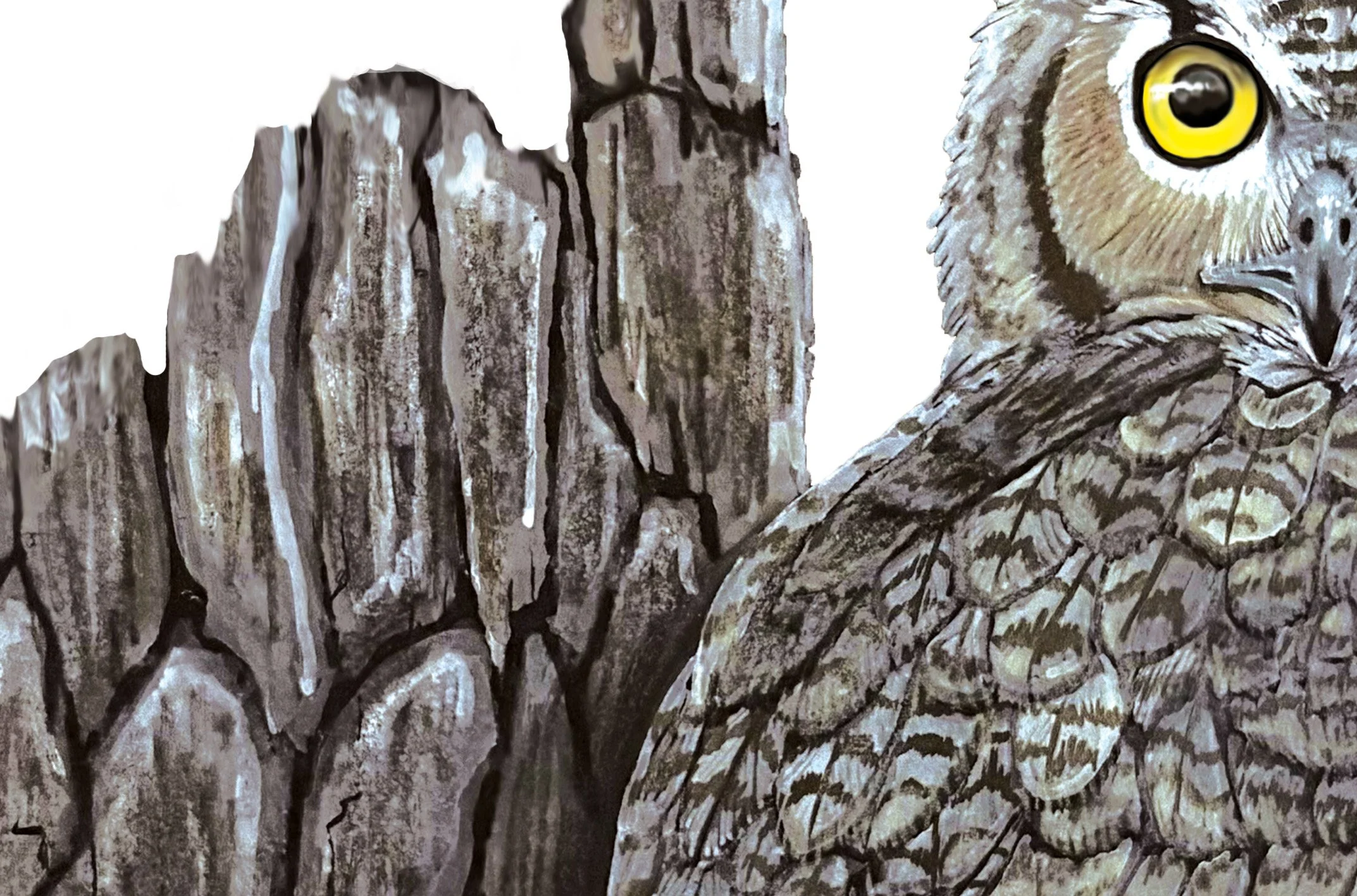 GREAT HORNED OWL DETAIL.jpg