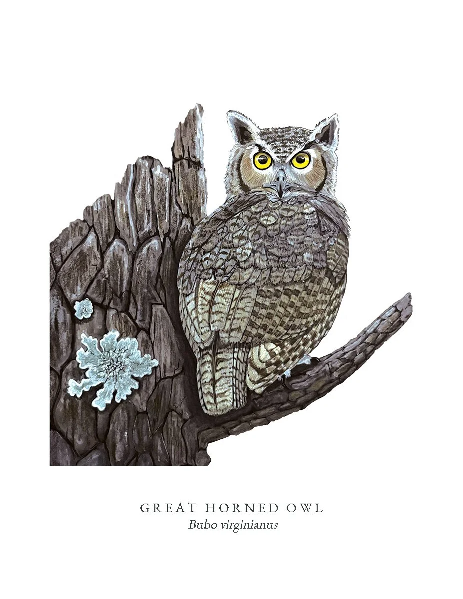 Great Horned Owl