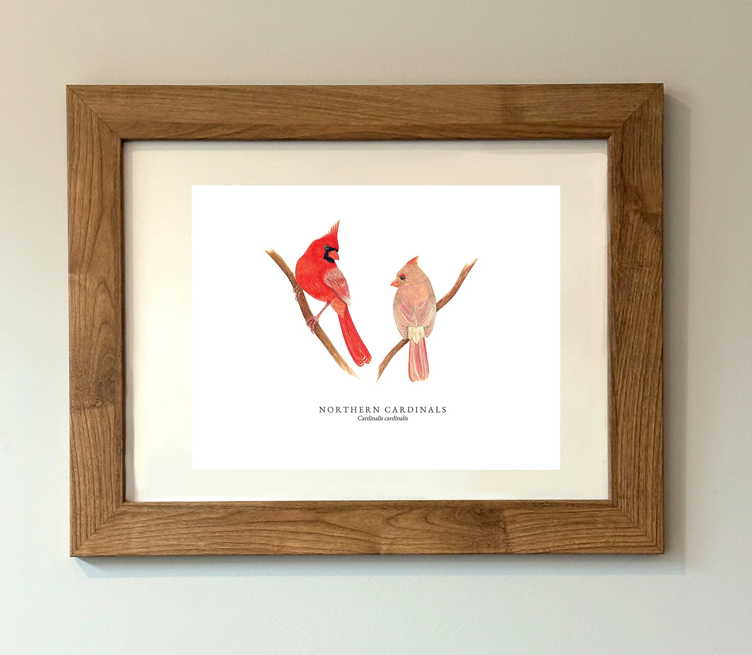 NORTHERN CARDINALS MOCK UP.jpg