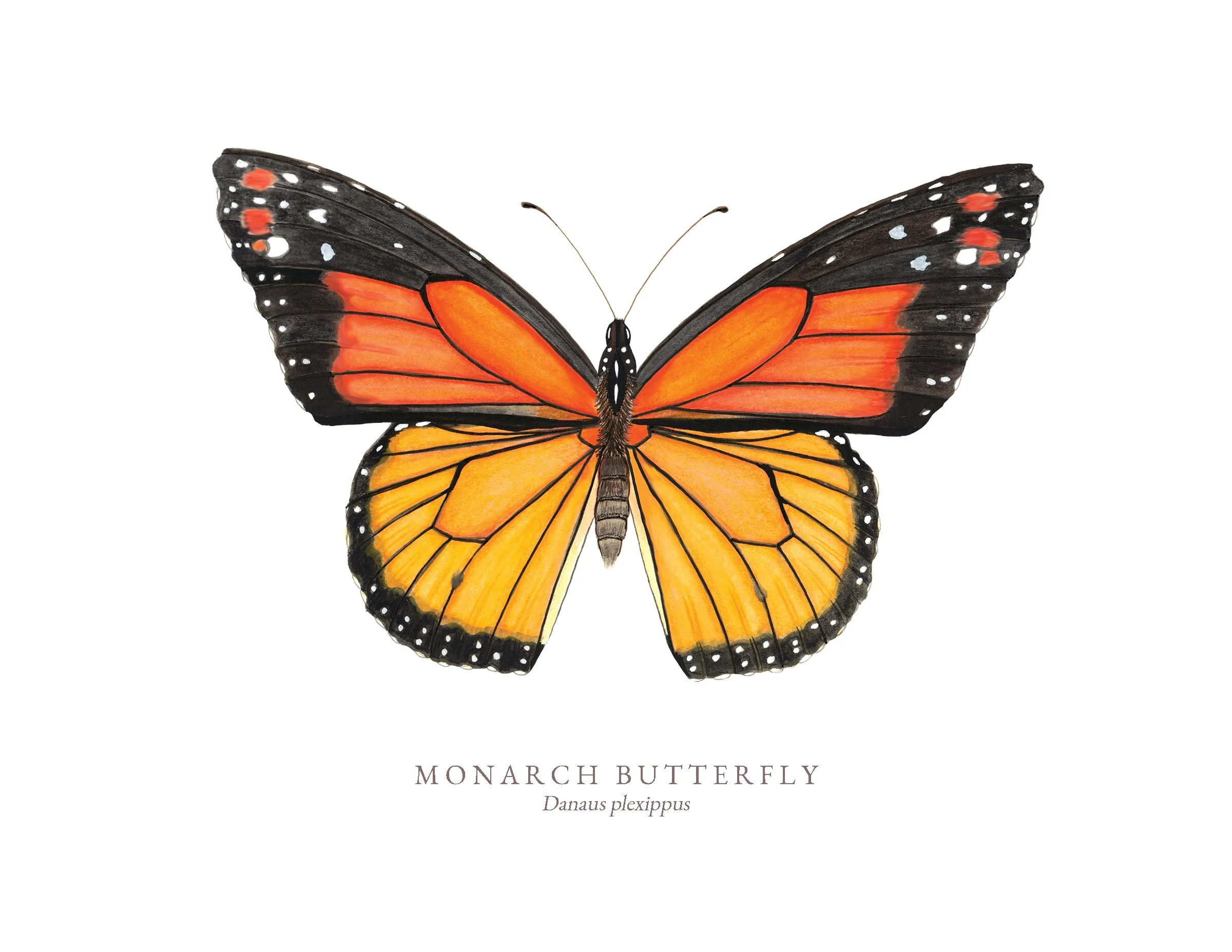 Monarch Butterfly