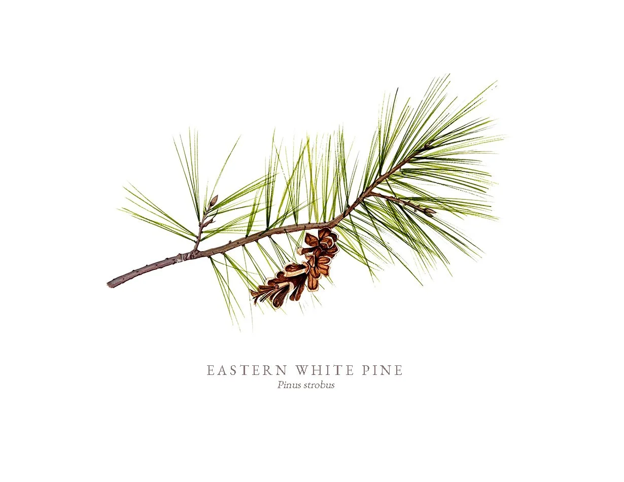 Eastern White Pine