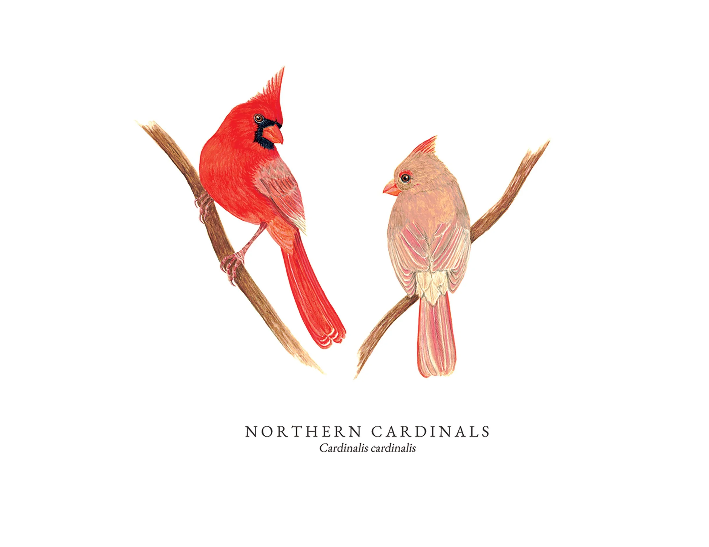 Northern Cardinals