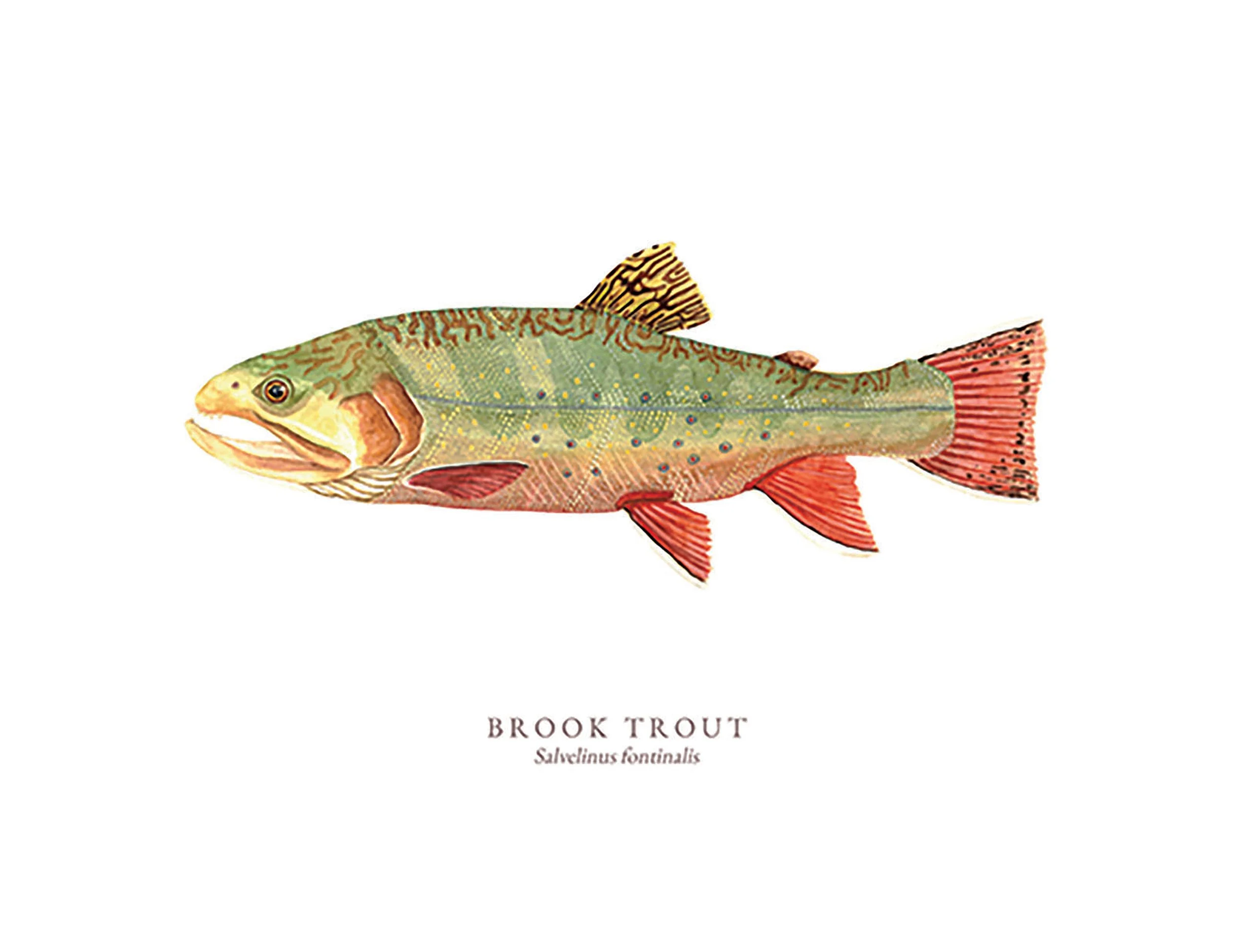 Brook Trout
