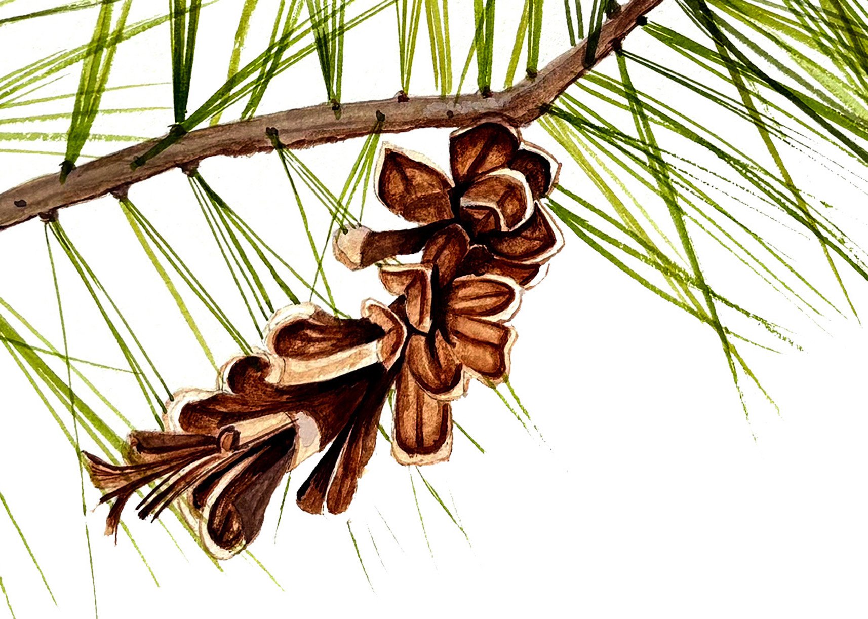 EASTERN WHITE PINE DETAIL.jpg