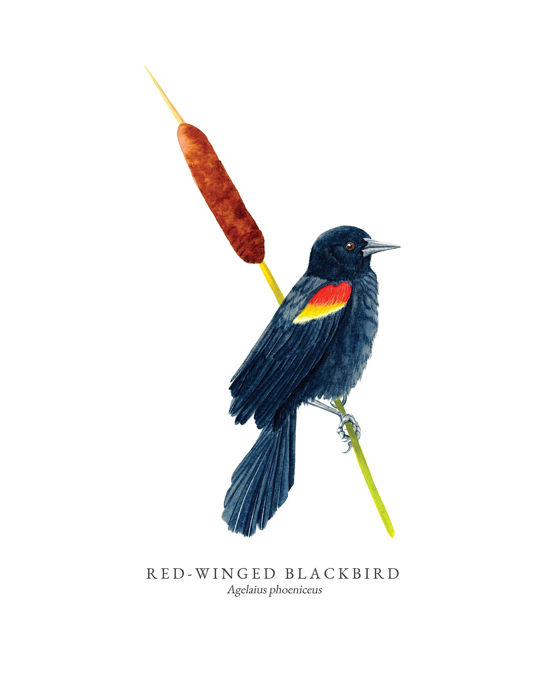 Red-winged Blackbird