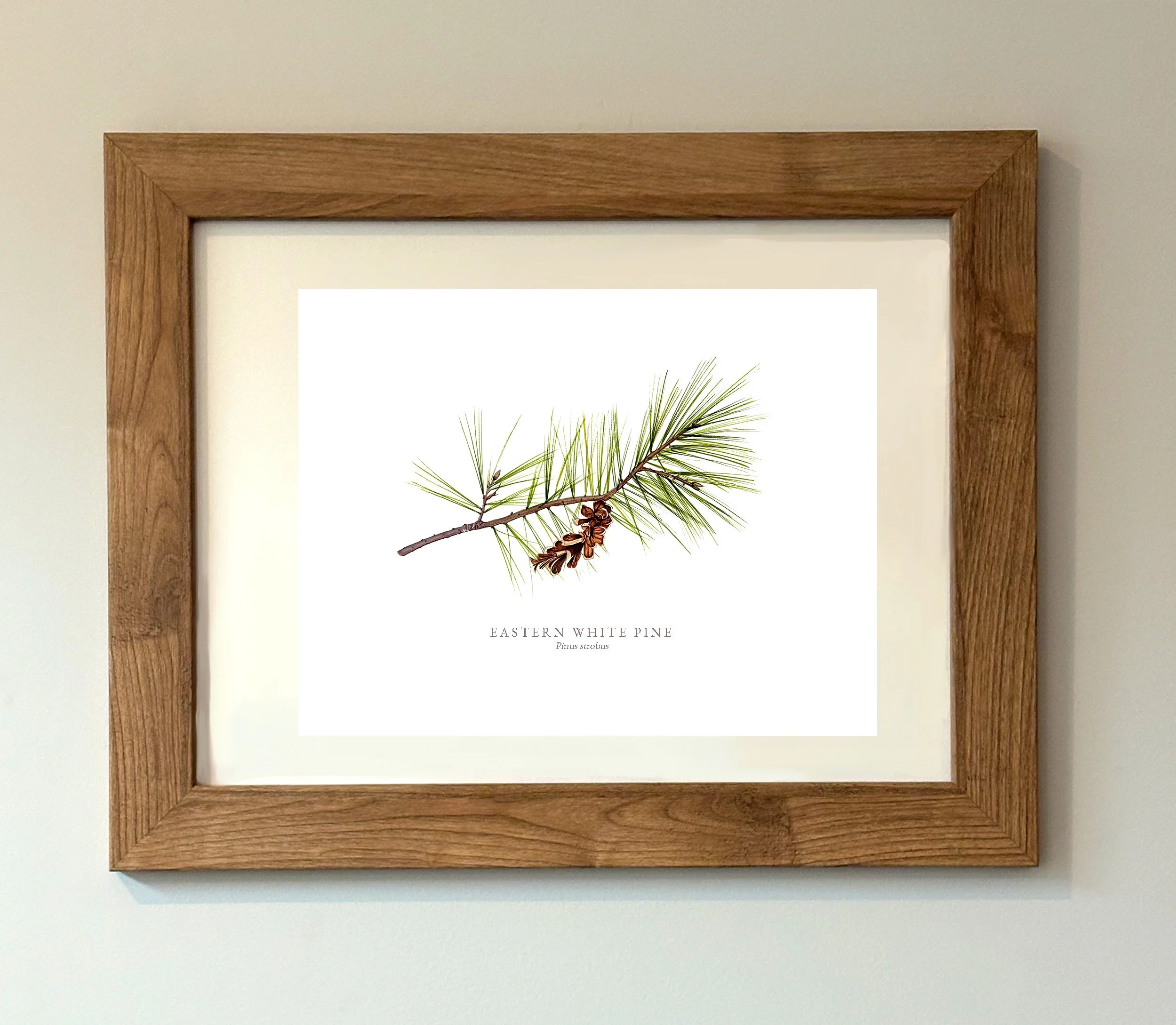 EASTERN WHITE PINE MOCK UP.jpg