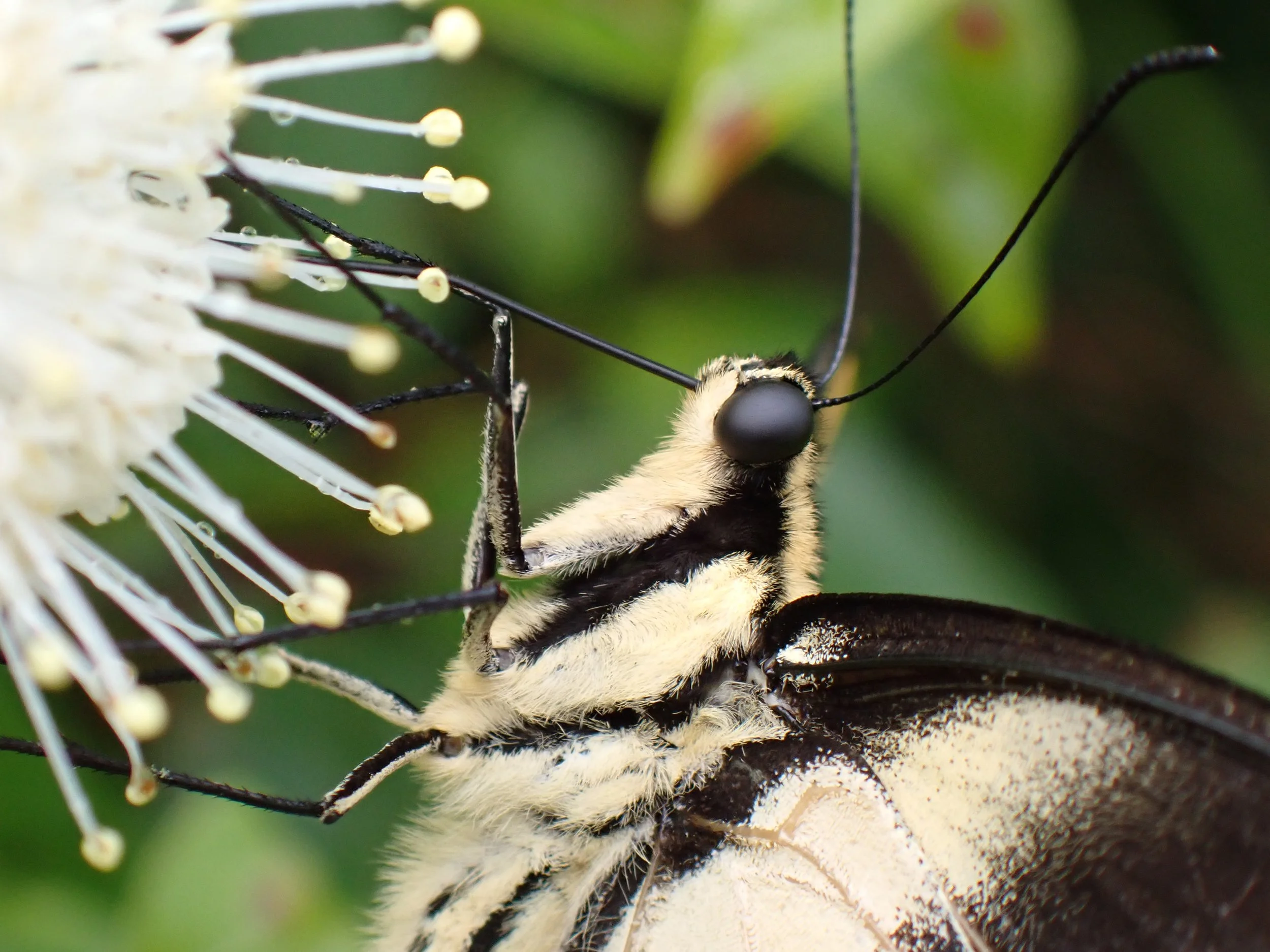 Close up of an eastern tiger swallowtail feeding on the flowers of a buttonbush