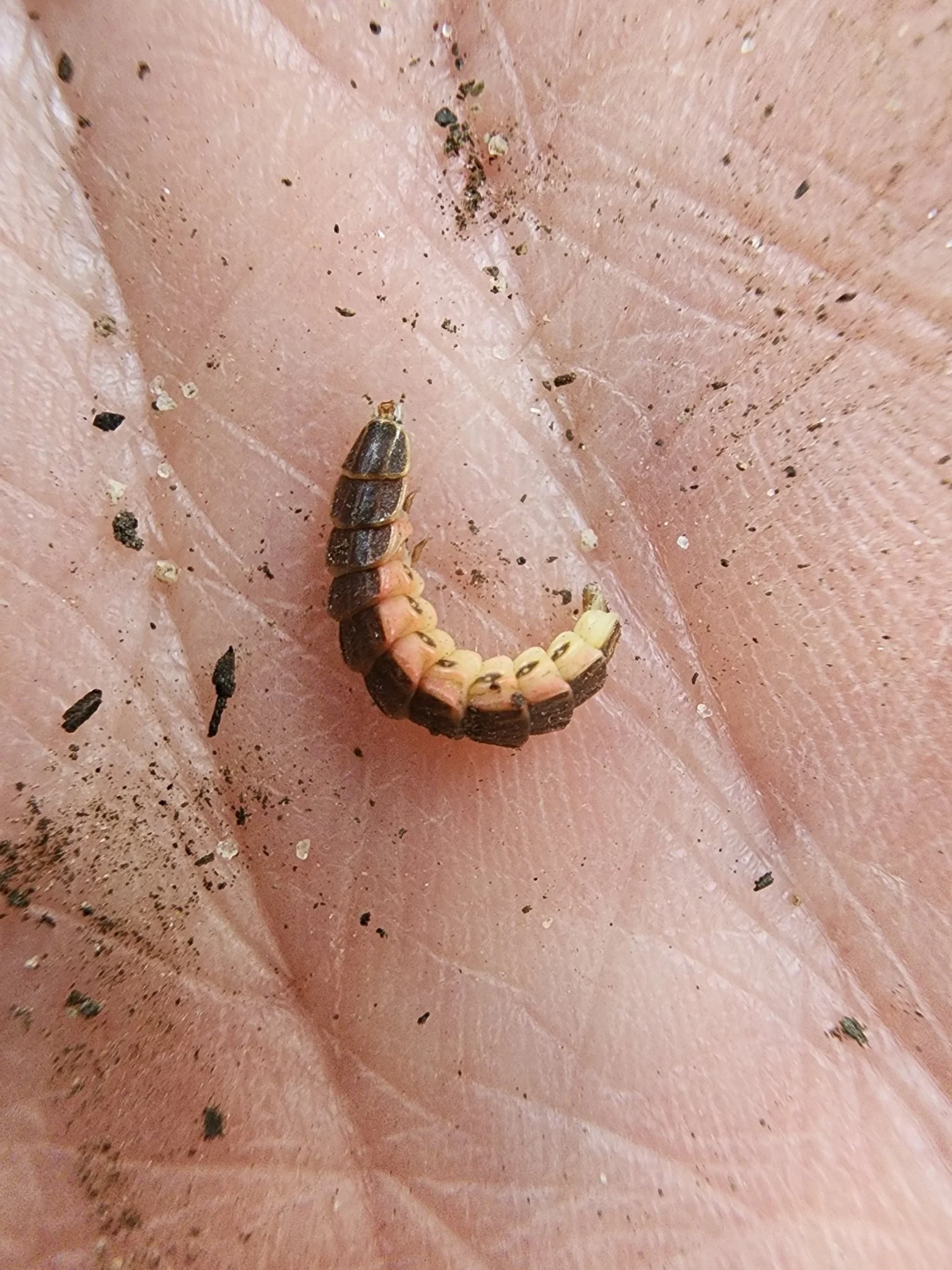 Close-up of a person's hand holding the larva of the eastern common firefly