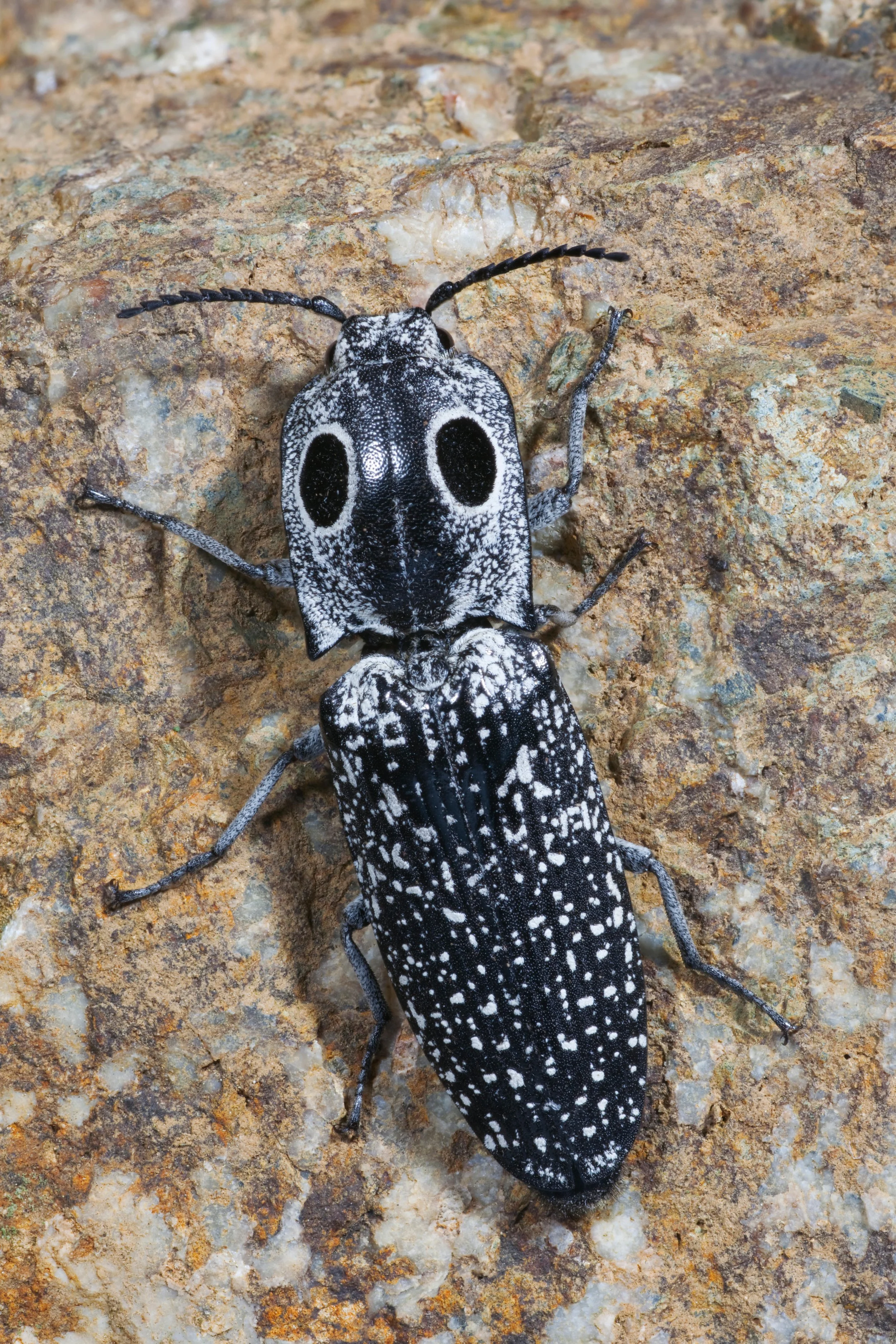 A close-up of a black and white speckled eastern eyed click beetle walking on a rocky surface.