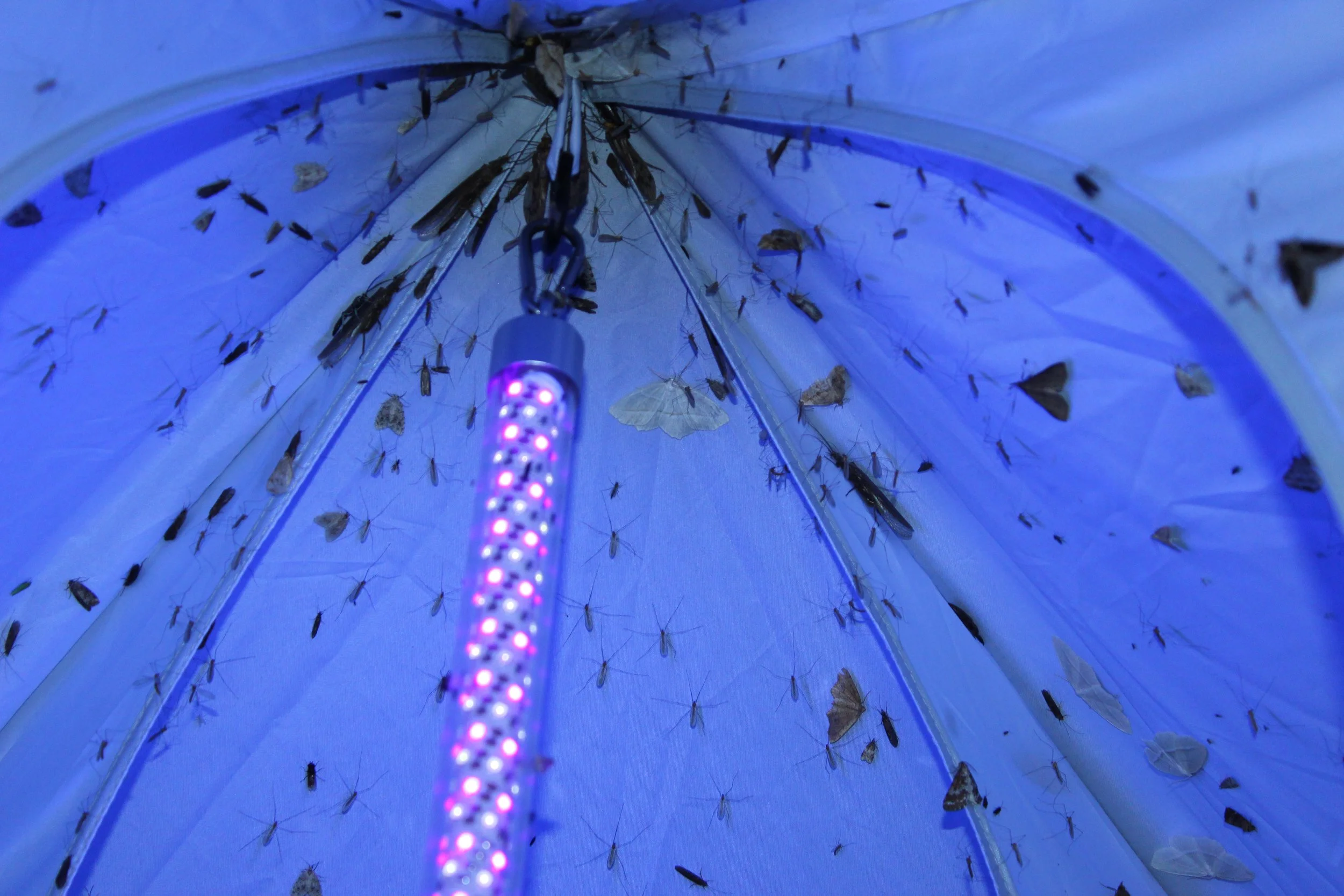 A close-up view inside a bug trap or light trap filled with moths and one light-emitting strip in the center. The image is illuminated with blue and purple light.