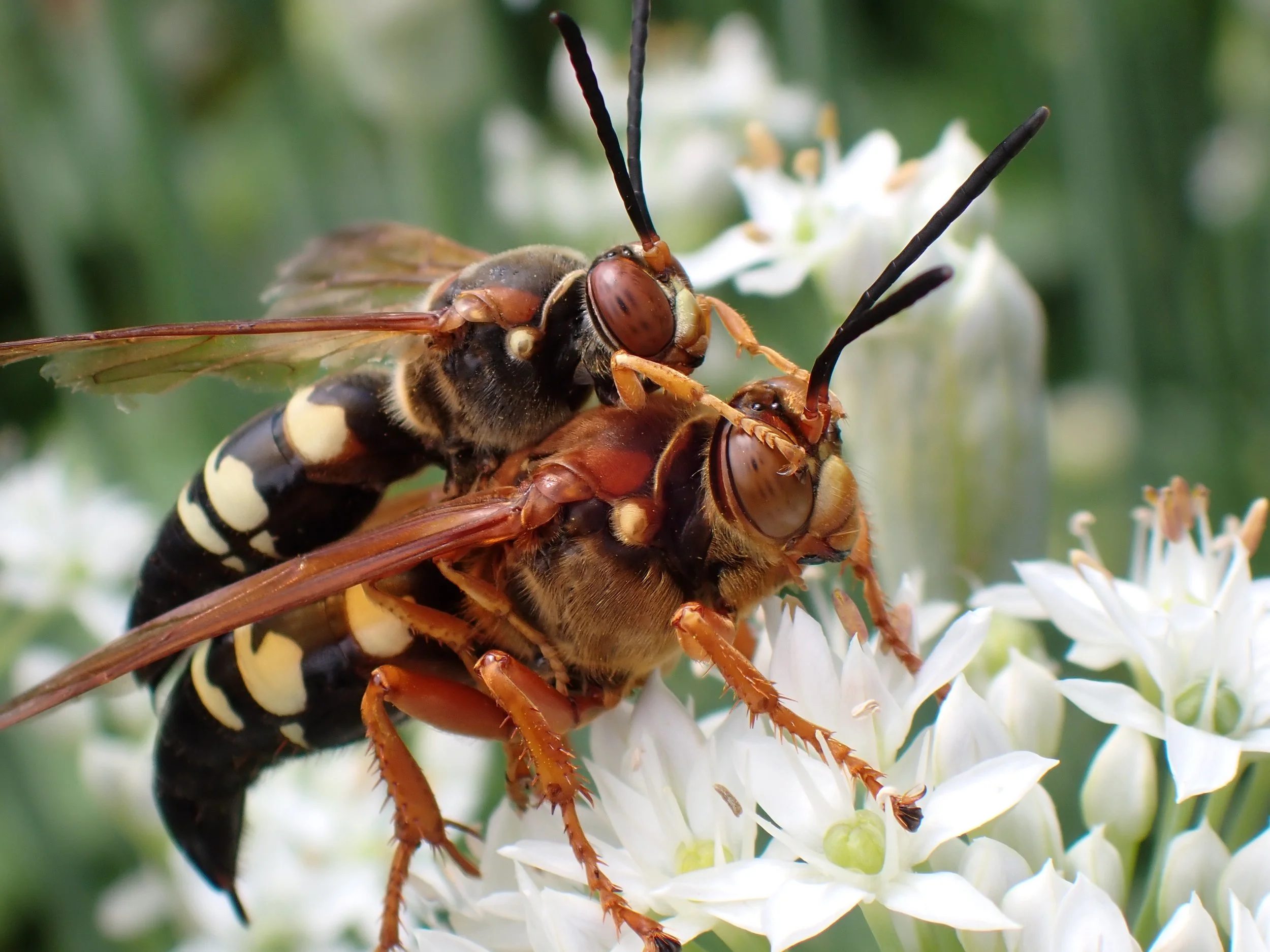 Close-up of a wasp on white flowers, showcasing its head, eyes, and part of its black and yellow striped body.