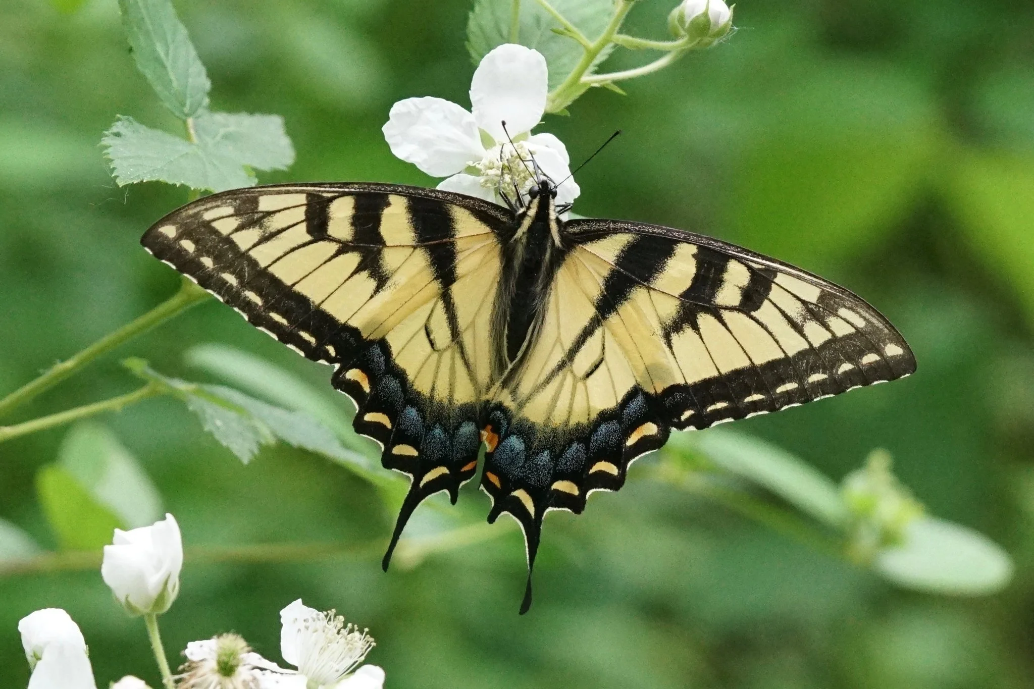 An eastern tiger swallowtail feeding on a small white flower