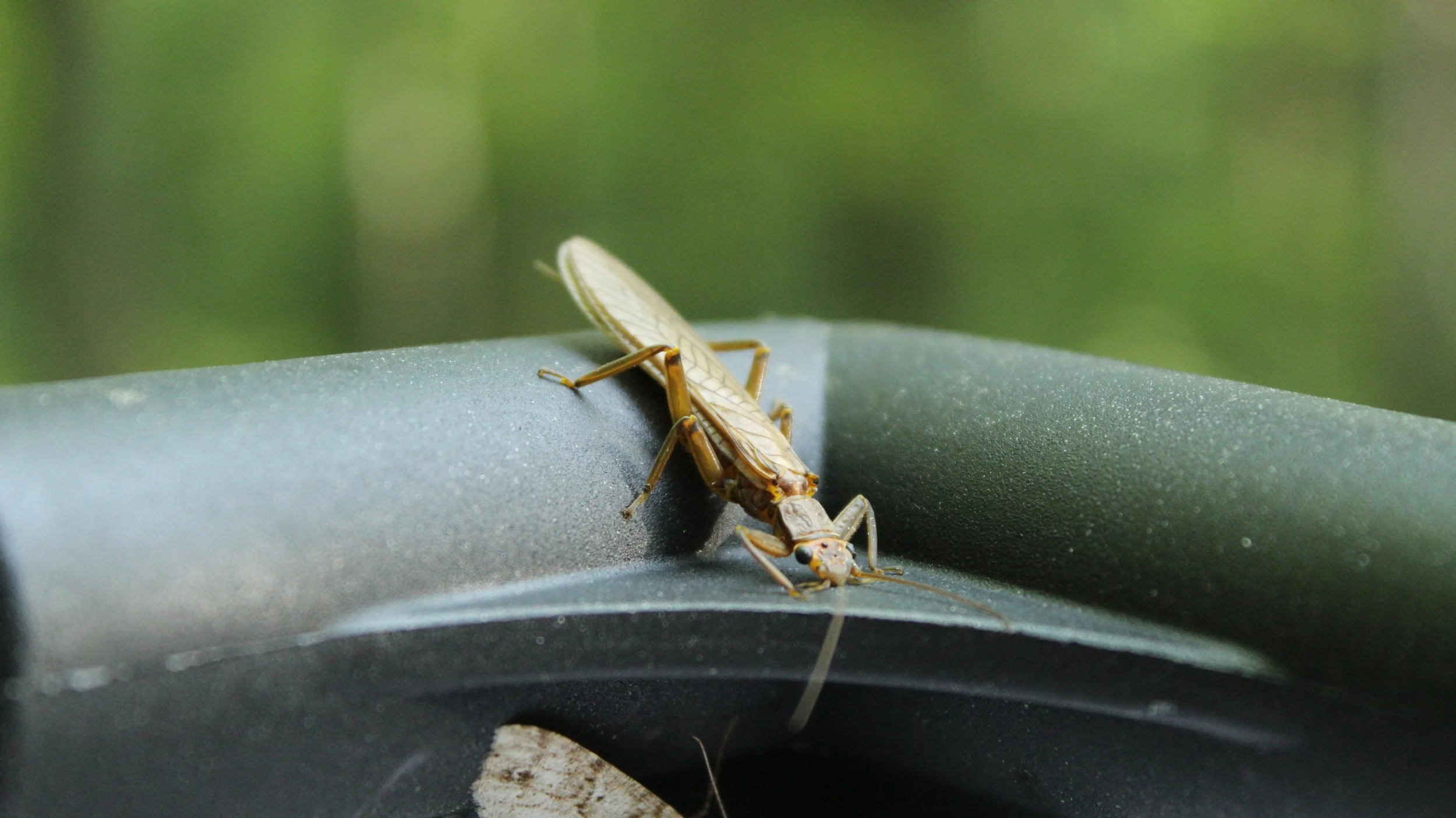 A close-up photograph of a stonefly perched on top of a moth sheeting canopy
