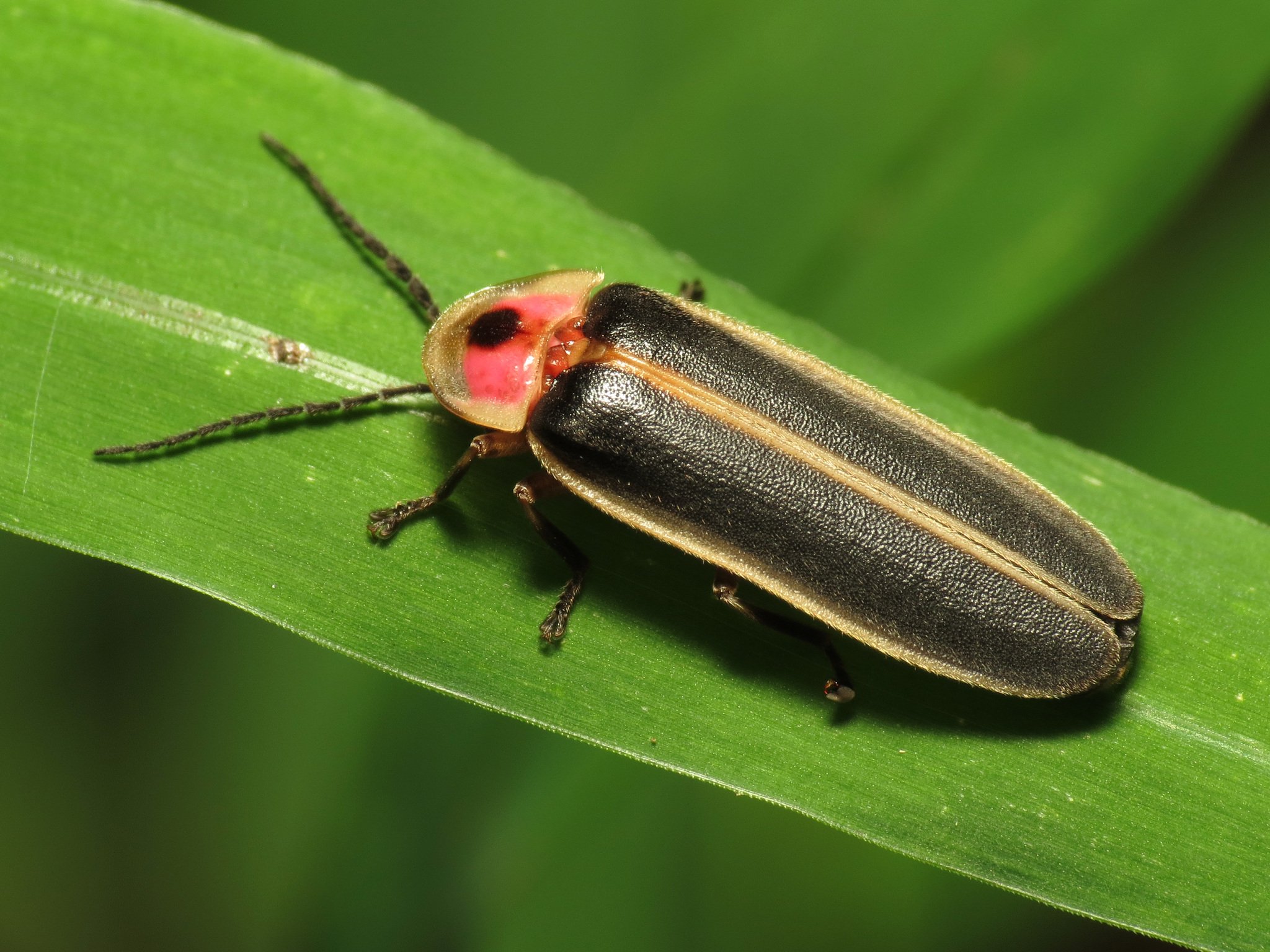 Close up of an eastern common firefly on a blade of grass