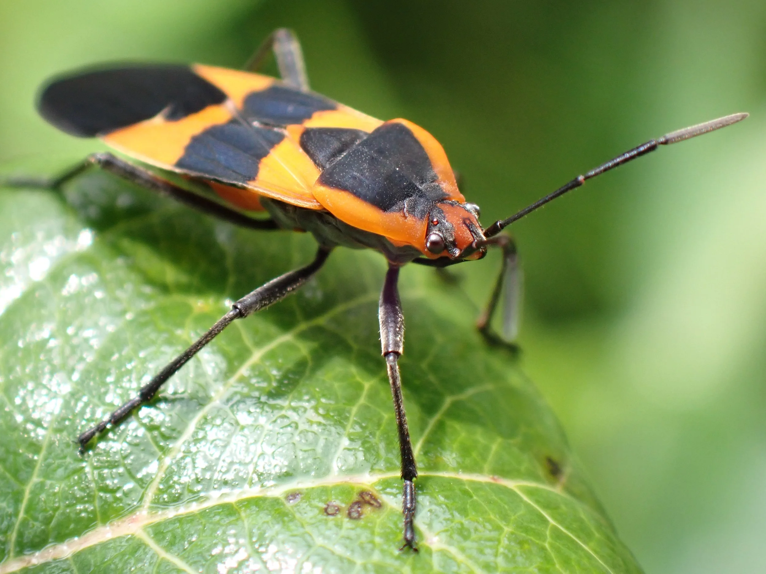 Large Milkweed beetle, Oncopeltus fasciatus