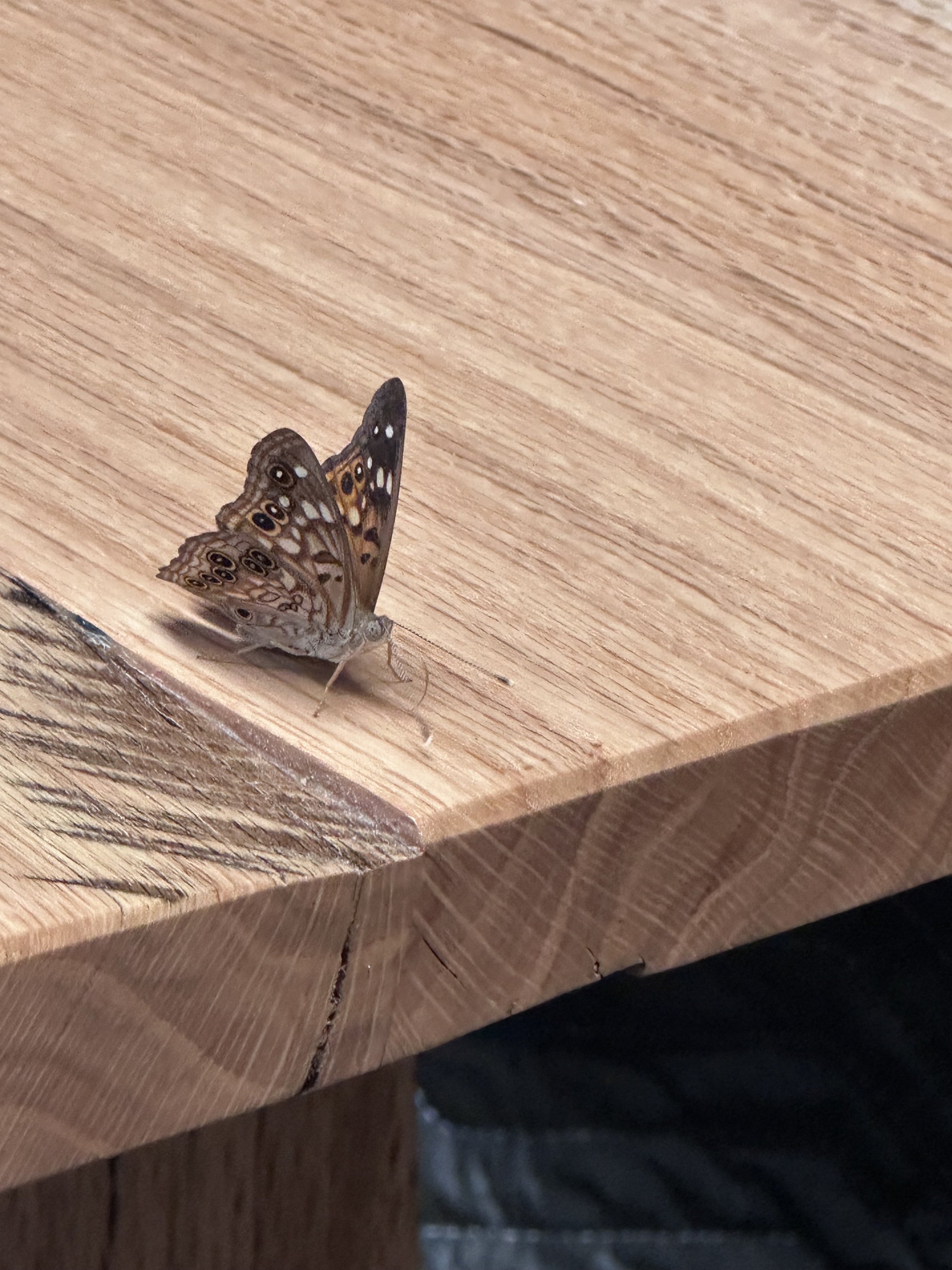 A close-up of a butterfly resting on a wooden surface.
