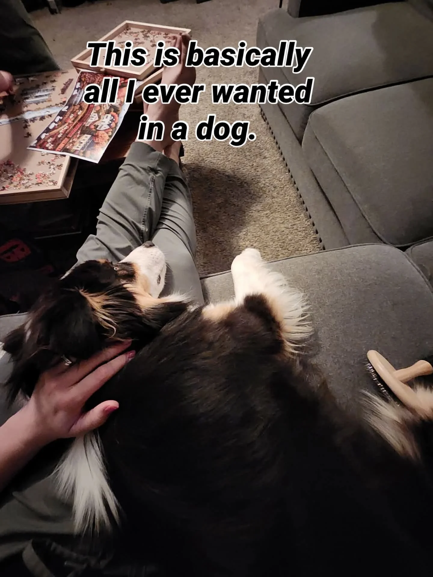 Person petting a tricolor Australian Shepherd dog lying on a couch with a paw raised, near a grooming brush and a hand on the dog's head. In the background, there are puzzle pieces and a decorative box on the table.