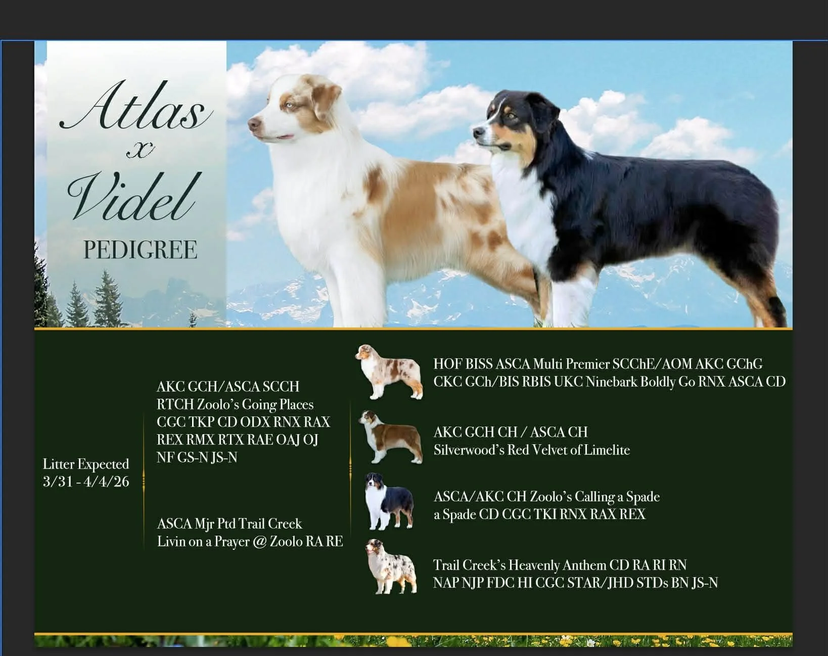 A digital pedigree chart for Akita dogs featuring several classic breed images and registration numbers, with a mountainous background and a blue sky with clouds.