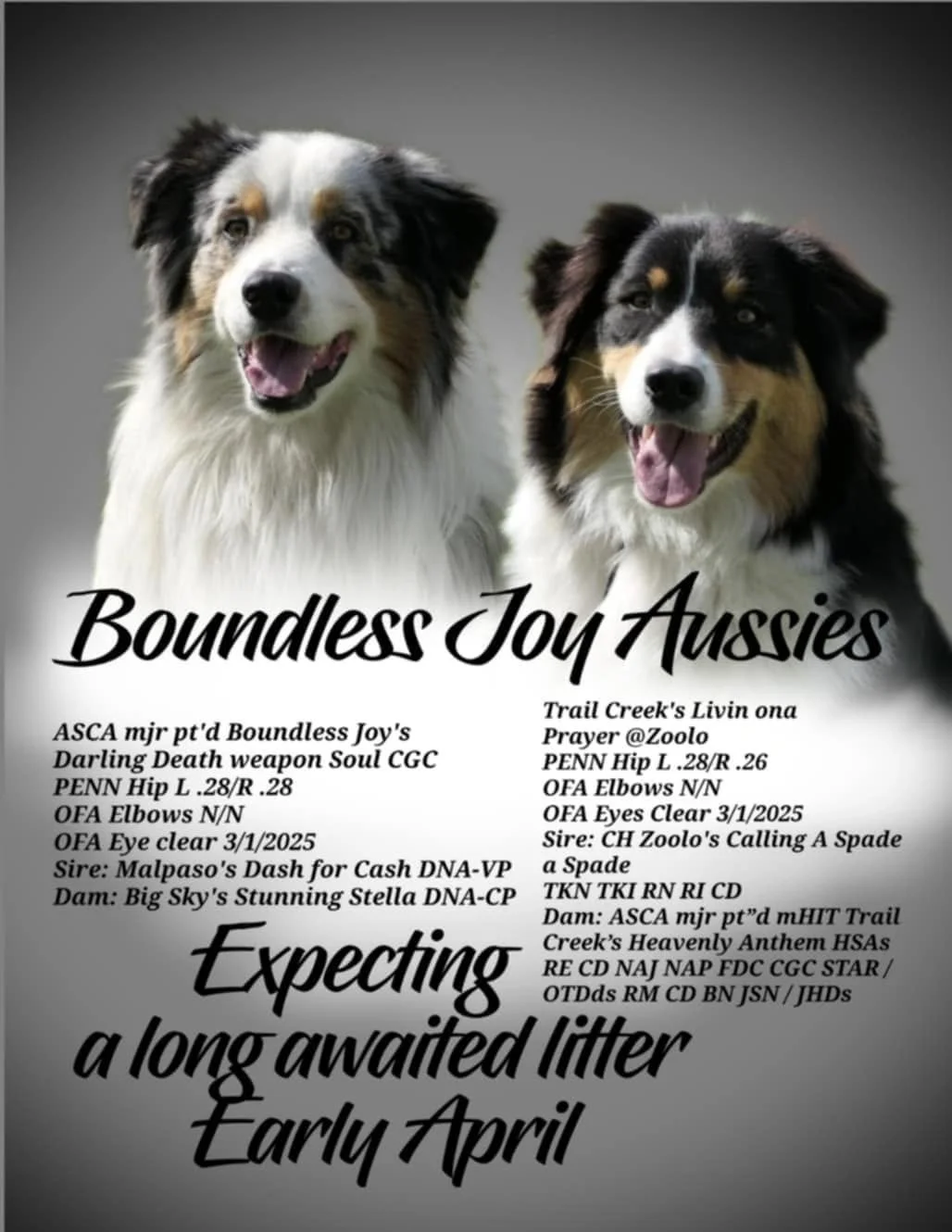 A flyer with two Australian Shepherd dogs at the top, promoting a litter expected in early April, containing details about the puppies' lineage, health, and contact information.