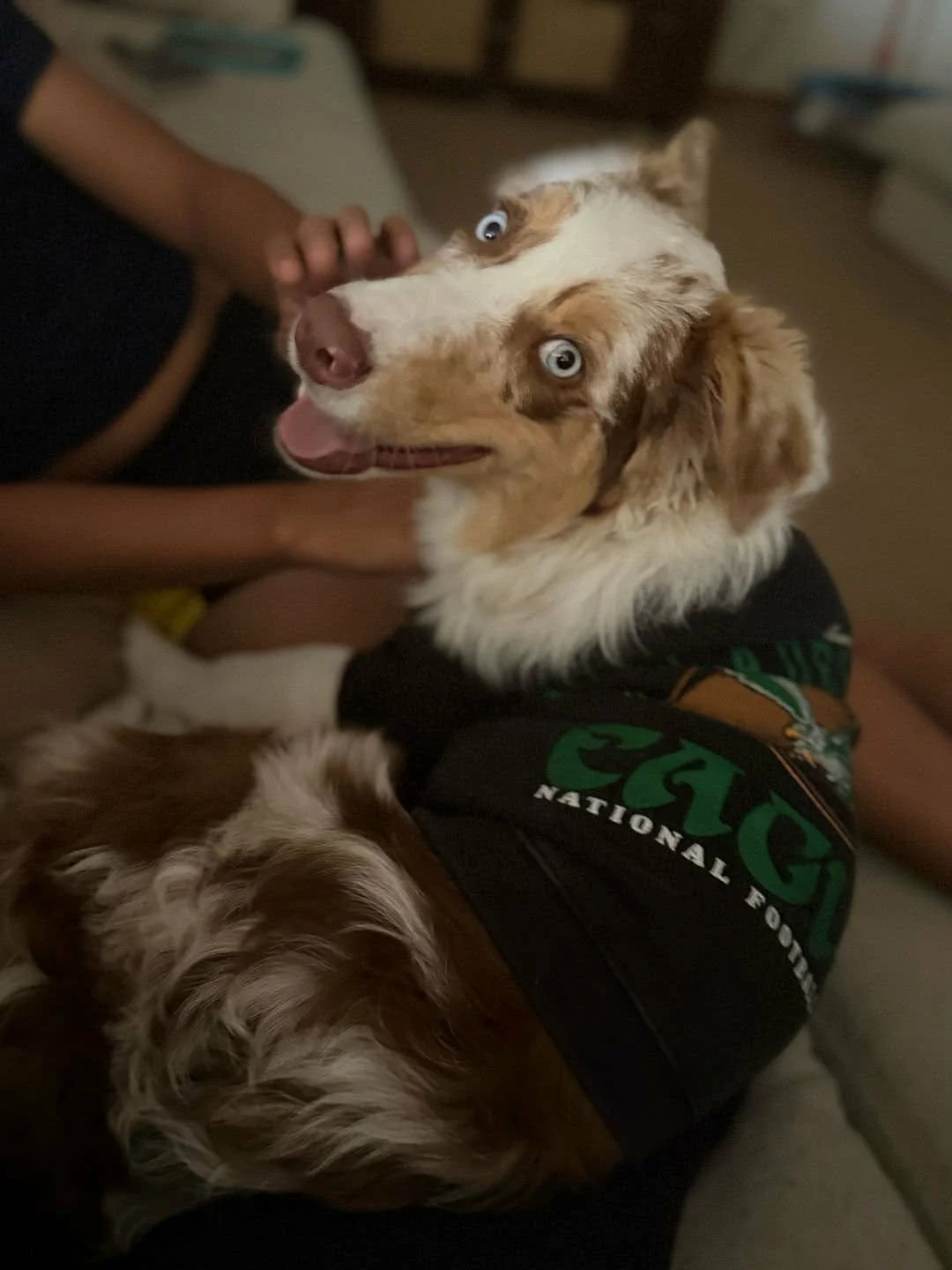 An Australian Shepherd dog lying on a person's lap with light blue eyes and a happy expression. The dog is wearing a black harness with green text and a logo. A person's hand is petting the dog's head.