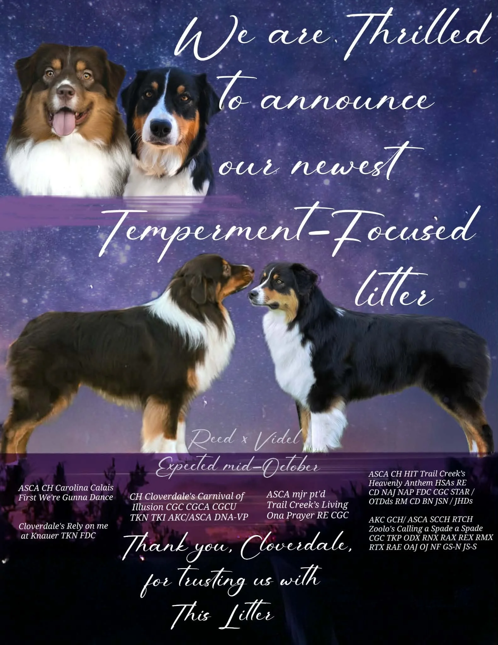 Dog breeders announcement with three Australian Shepherd dogs, starry night background, and text thanking breeders for trusting them.