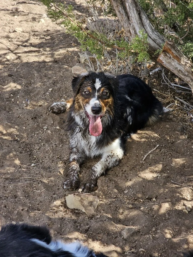 A dog with black, white, and brown fur lying on dirt ground outdoors, with a tree and shrubs in the background. The dog is wet, its tongue is out, and it appears happy.