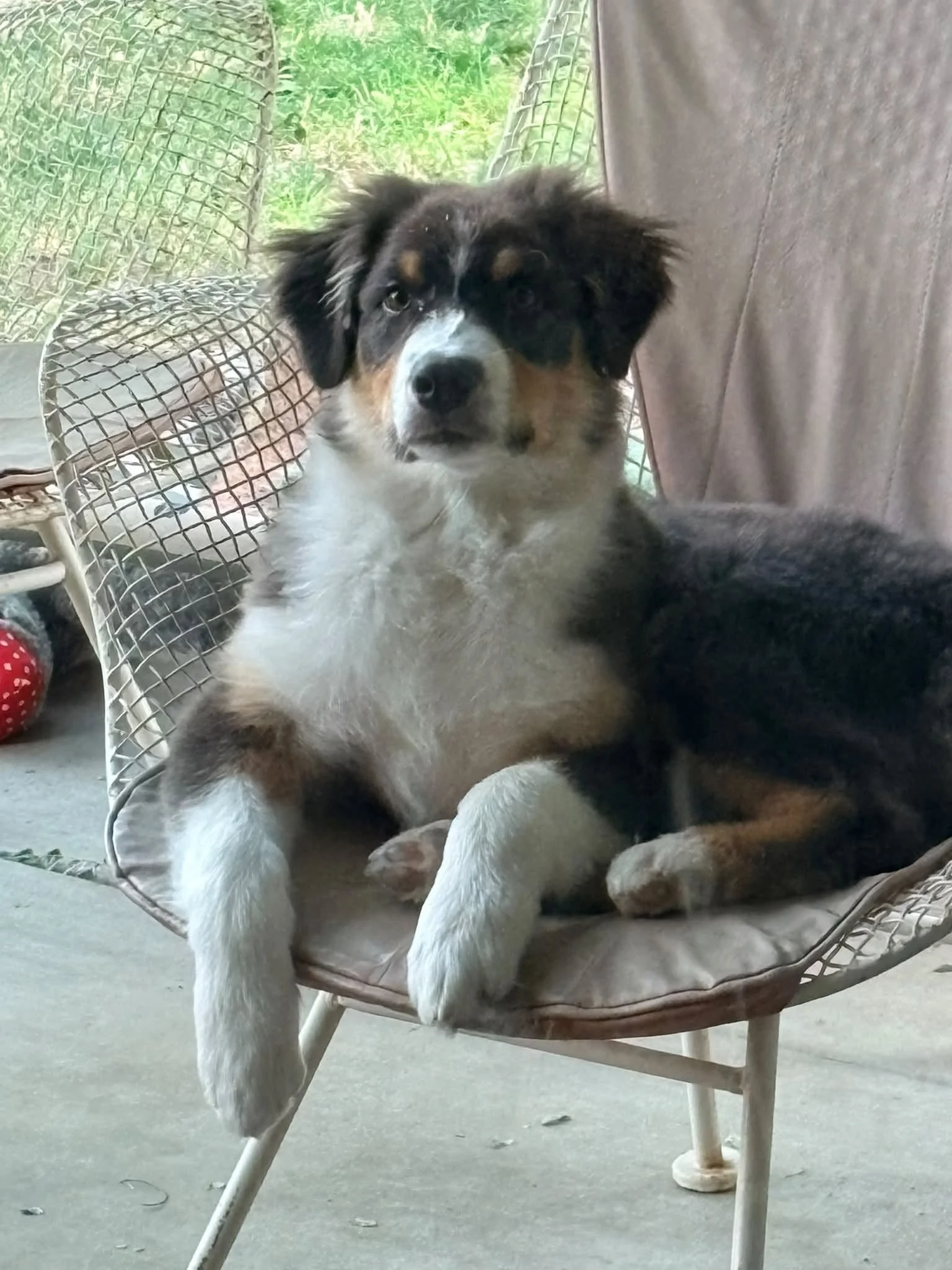 A puppy sitting on a cushioned chair outside, with part of a white dog in front of it. The background shows greenery and a wire fence.