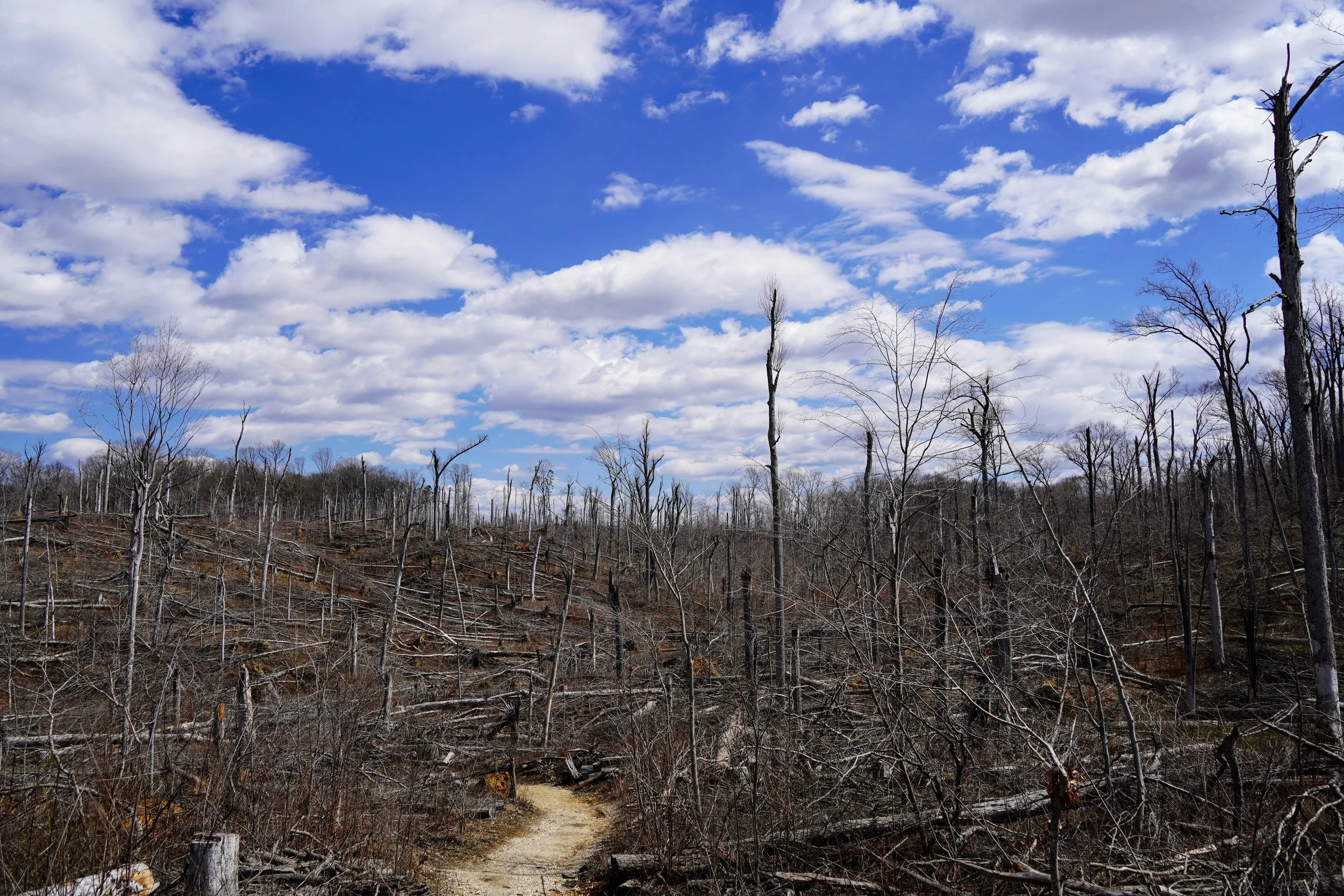 A landscape with a bright blue sky filled with white clouds, and a field of dead trees and fallen branches, a dirt path leading through the barren trees.