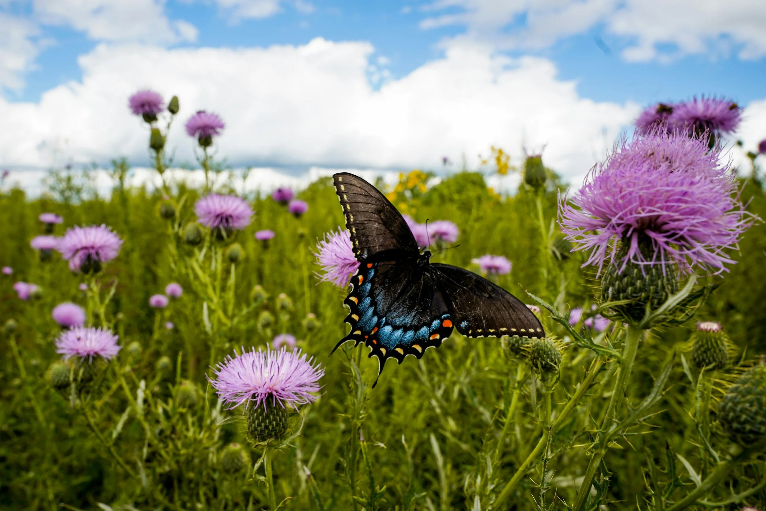 A black butterfly with blue and orange spots on its wings perched on a purple flower in a field of purple thistle flowers under a partly cloudy sky.