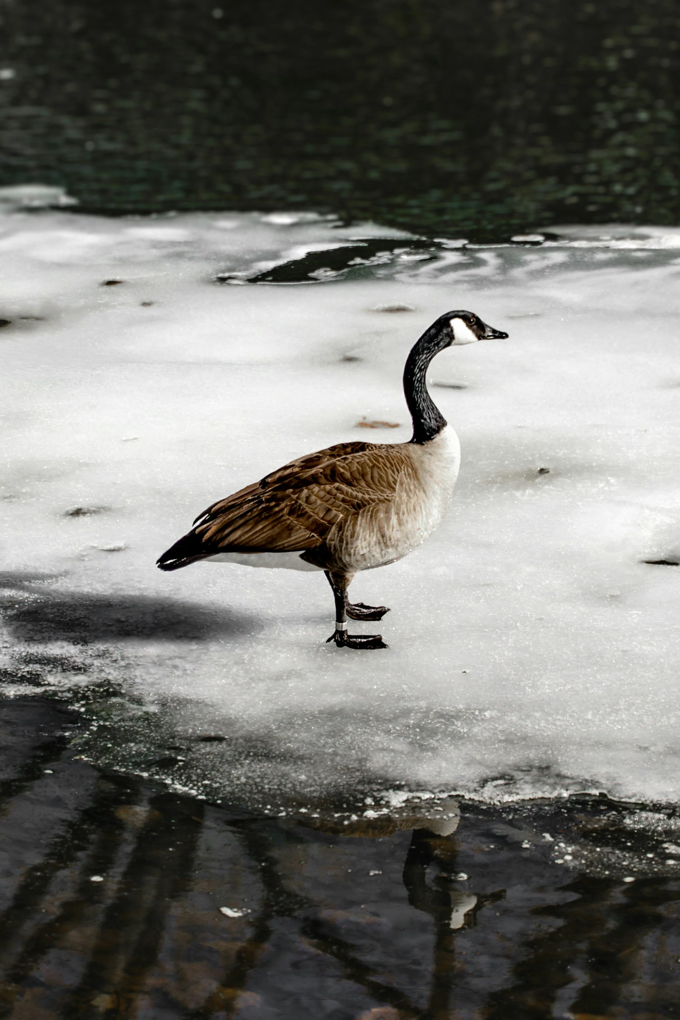 A Canada goose standing on ice near a body of water with a dark, rippling surface.