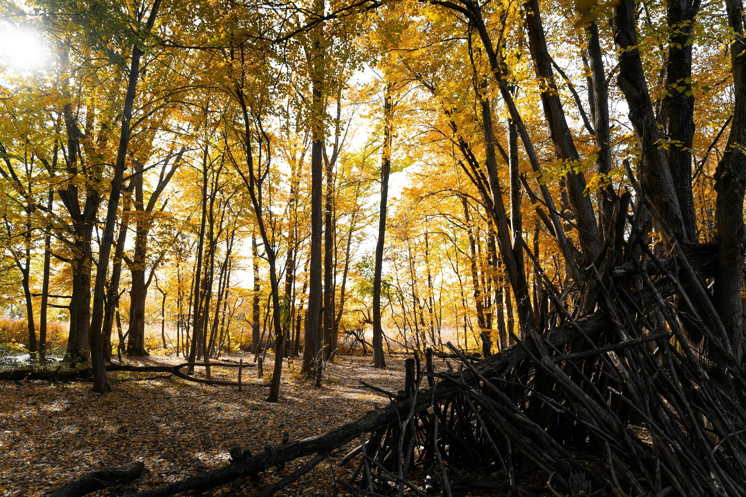 Autumn forest with tall trees, golden yellow leaves, sunlight shining through, and a pile of sticks or logs on the right side.