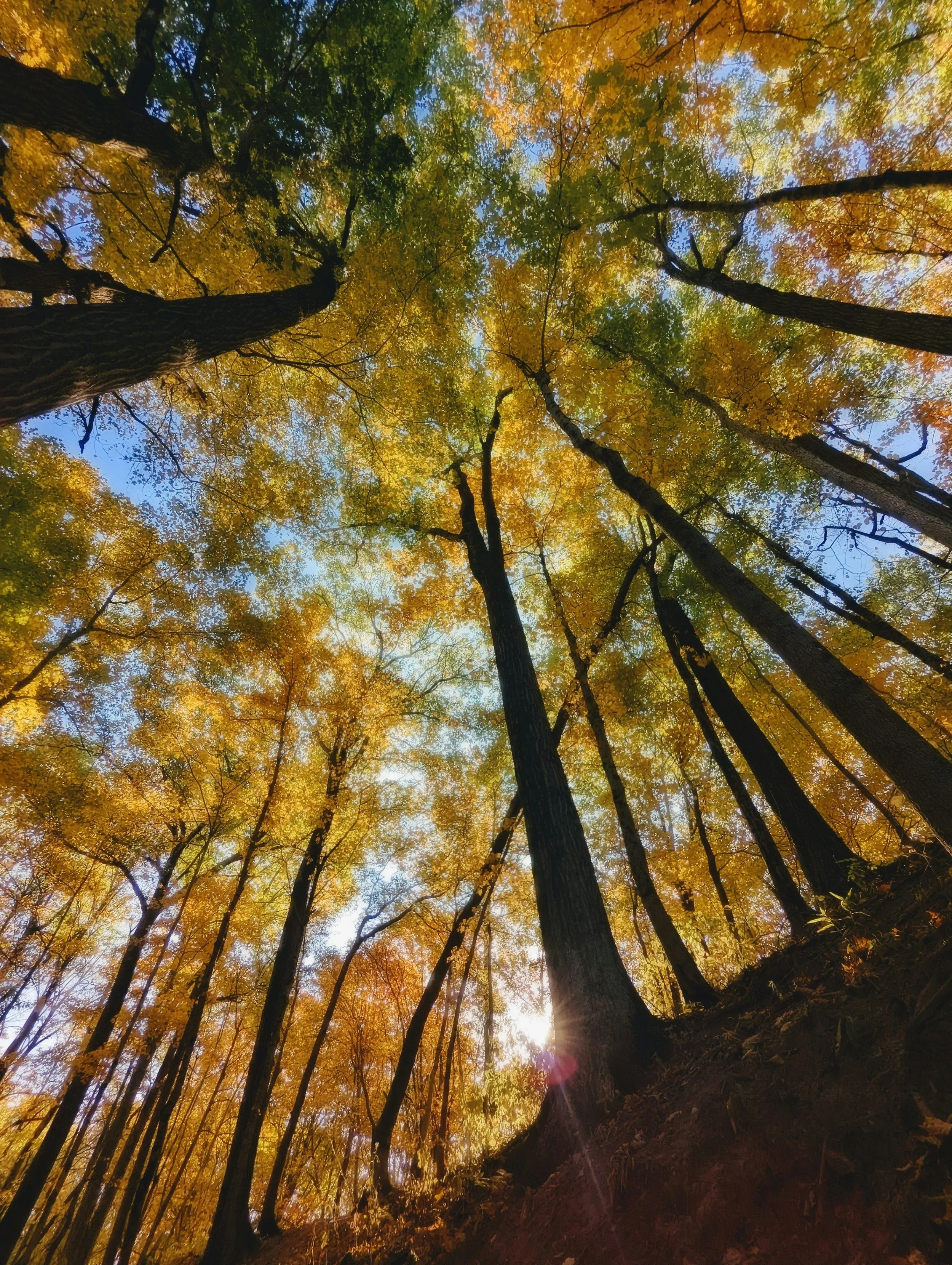 Looking up at tall trees in a forest with autumn-colored leaves, some green and others yellow or orange, against a clear blue sky with the sunlight shining through the branches.