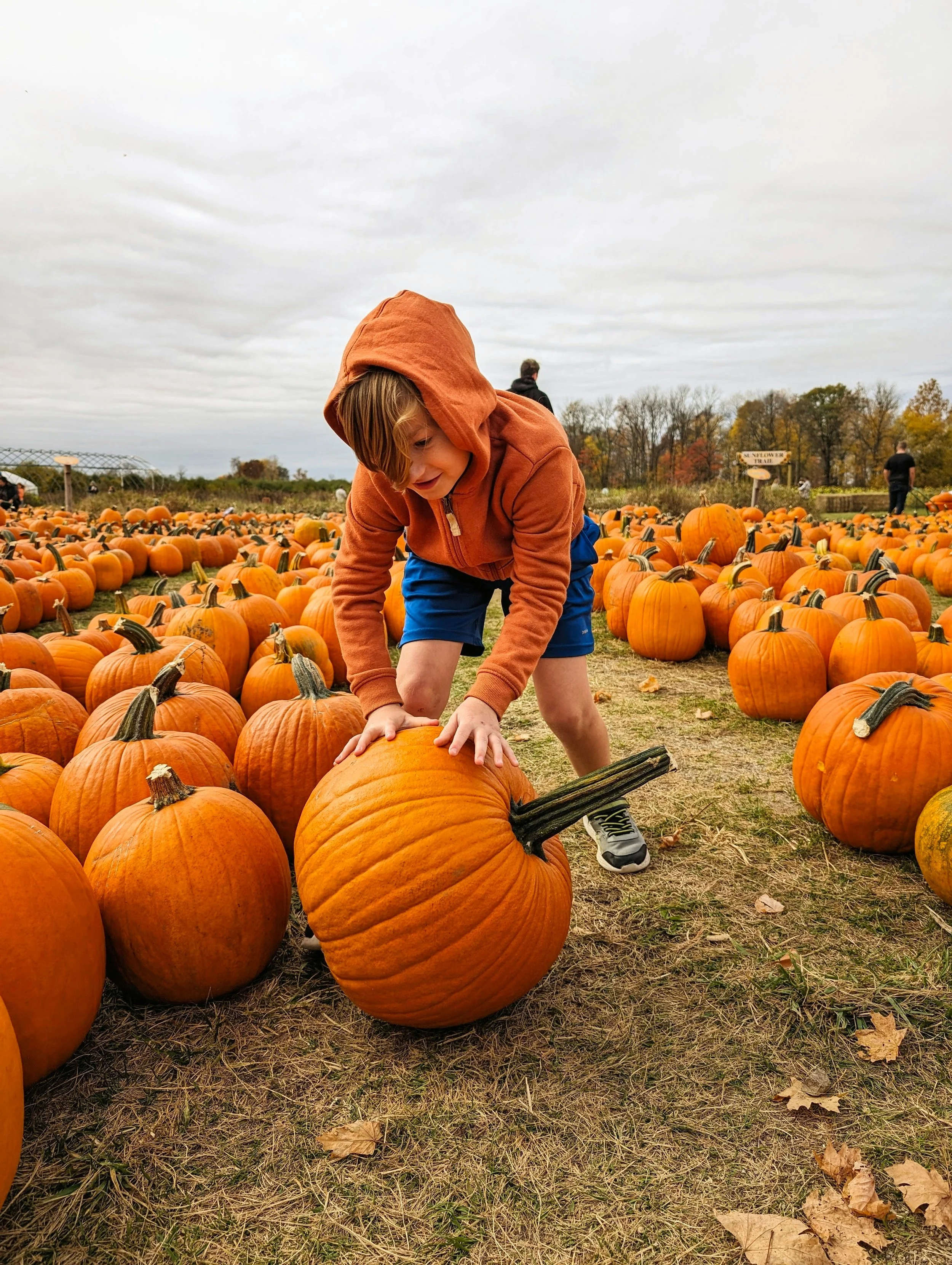 Child in an orange hoodie and blue shorts picking a pumpkin in a pumpkin patch with many pumpkins, other people, and trees in the background under cloudy sky.