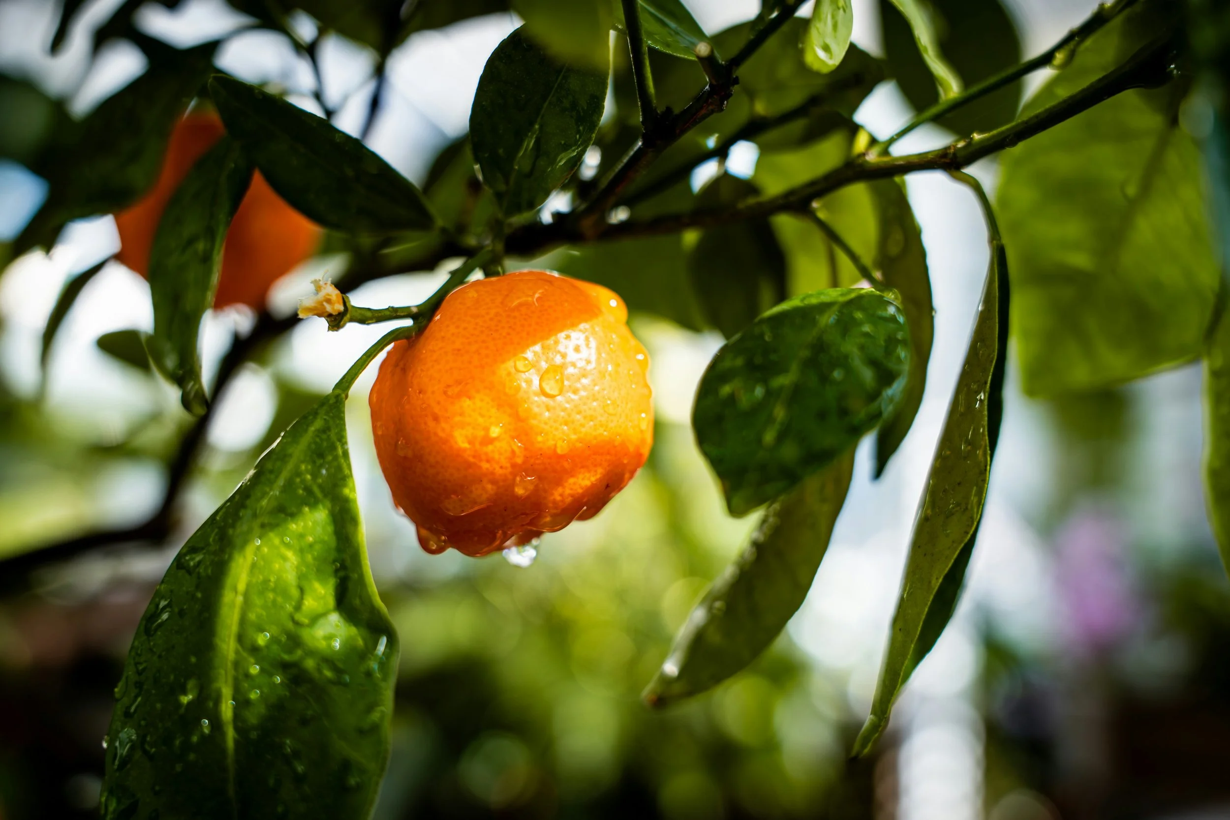 Orange fruit hanging from a tree branch surrounded by green leaves with droplets of water on the surface.