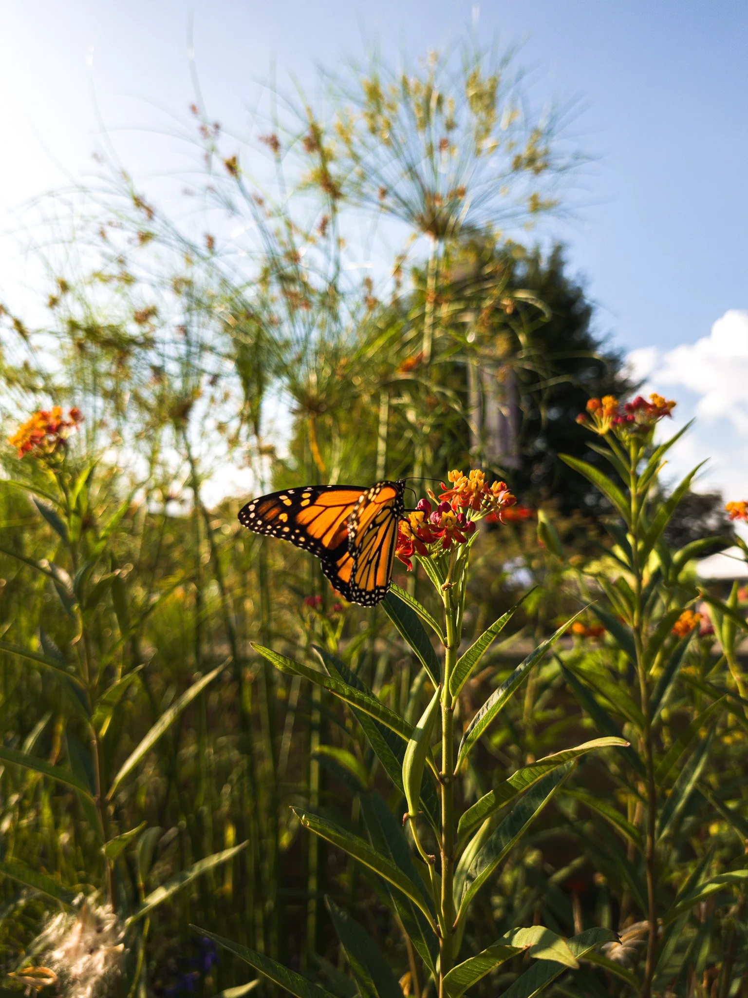 A butterfly perched on yellow flowers in a meadow with green plants, trees, and a blue sky with clouds in the background.