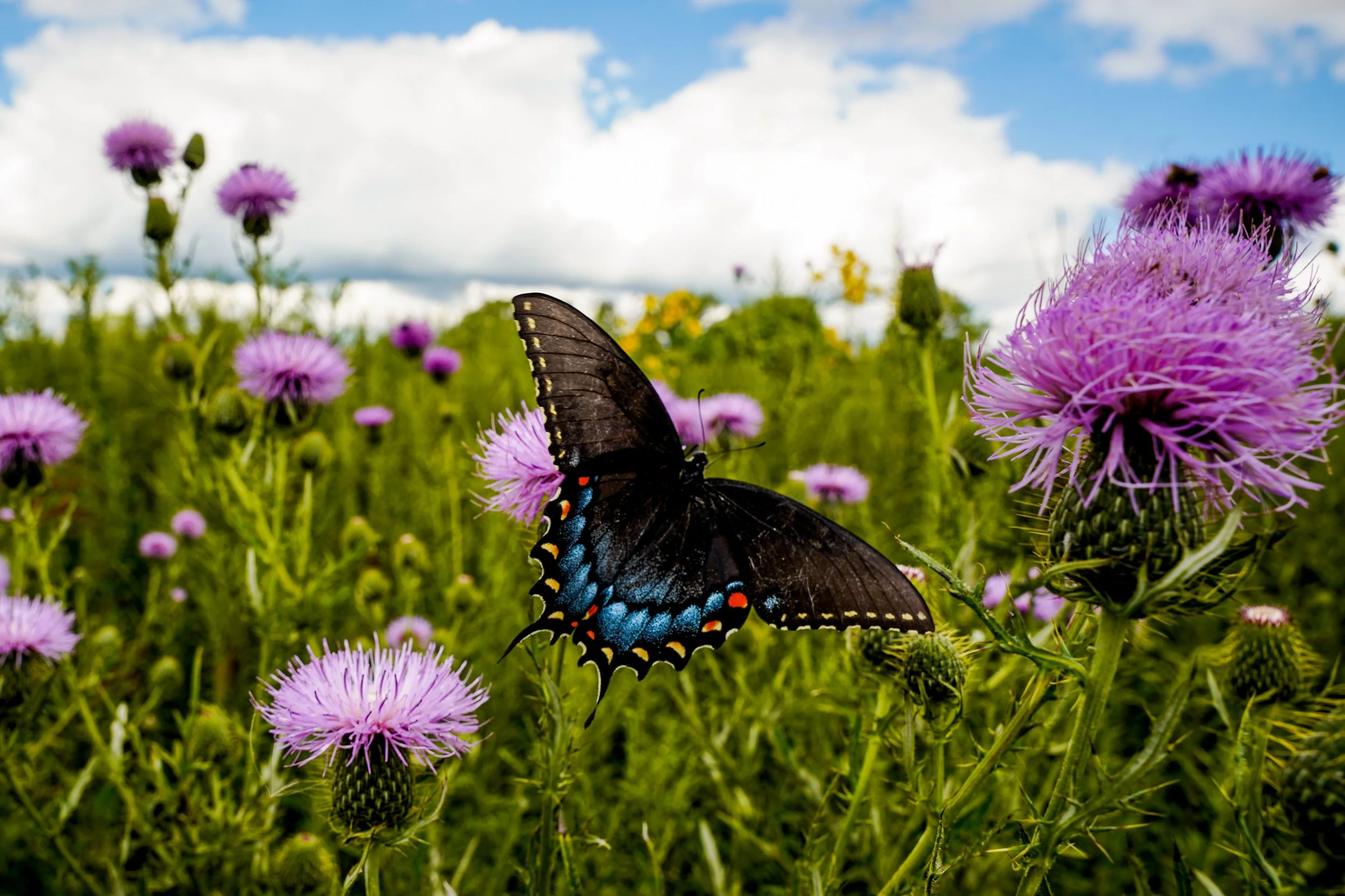 A black butterfly with blue and orange spots on its wings perched on a purple flower in a field of purple and yellow flowers, under a partly cloudy sky.