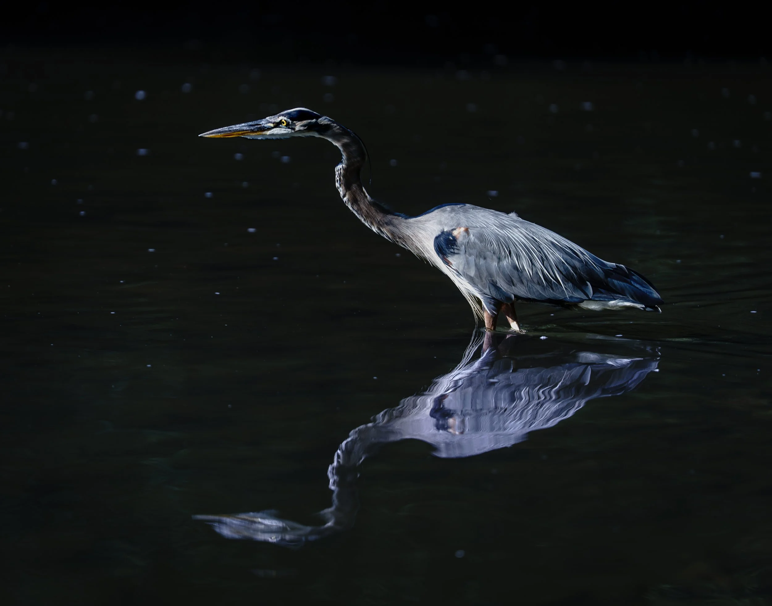 A heron standing in dark water, with its reflection visible on the surface.
