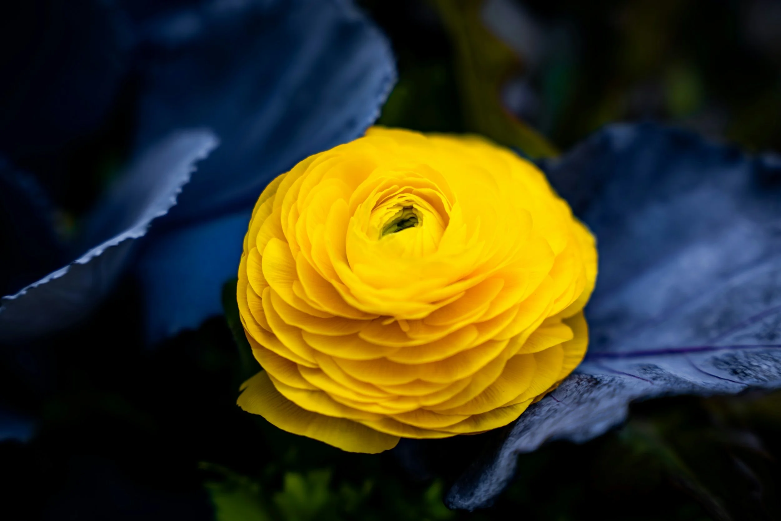 Close-up of a yellow ranunculus flower with dark blue or purple leaves in the background.