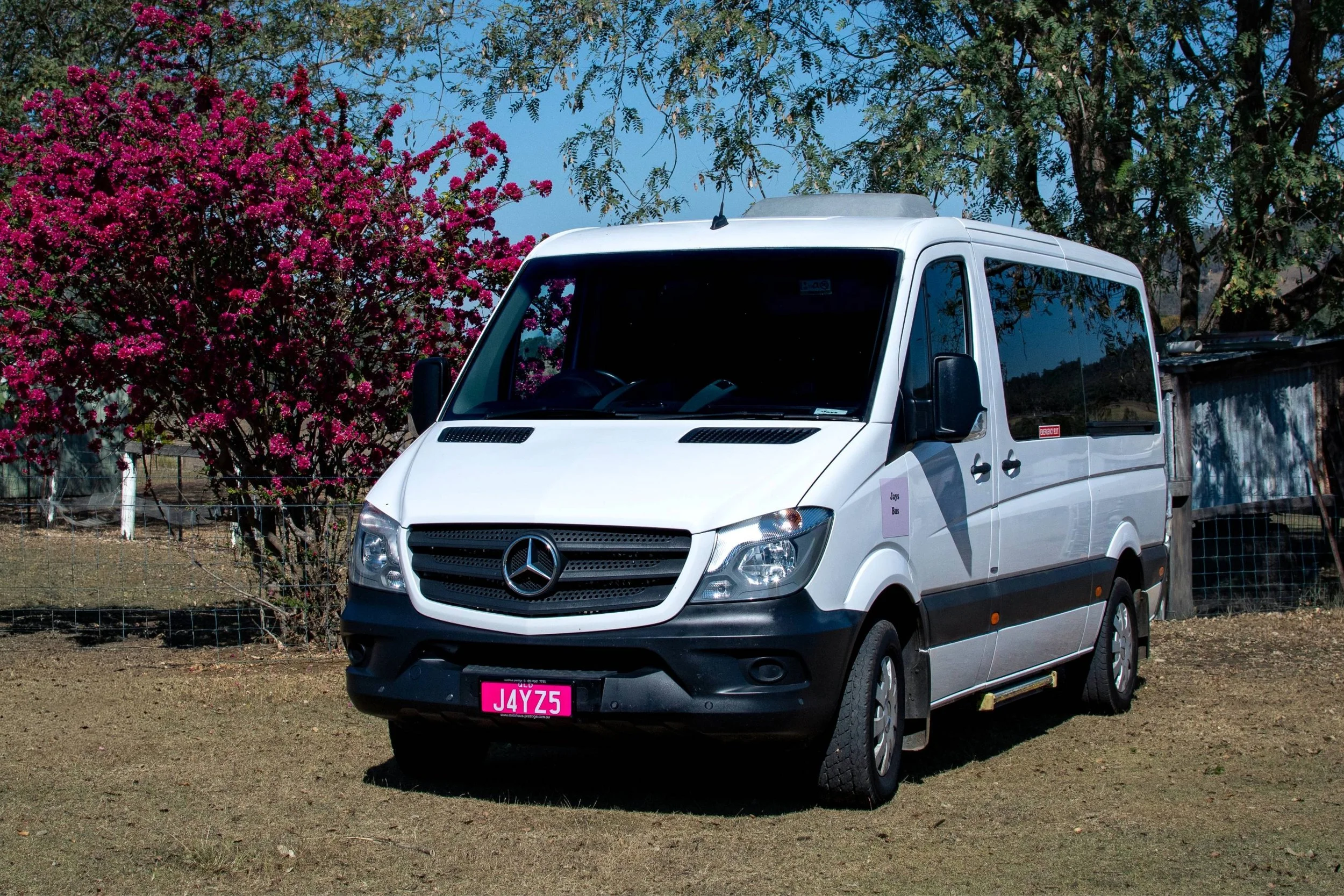 A white Mercedes-Benz van with pink license plates parked on a dirt ground, with pink flowering trees and green leafy trees in the background under a blue sky.