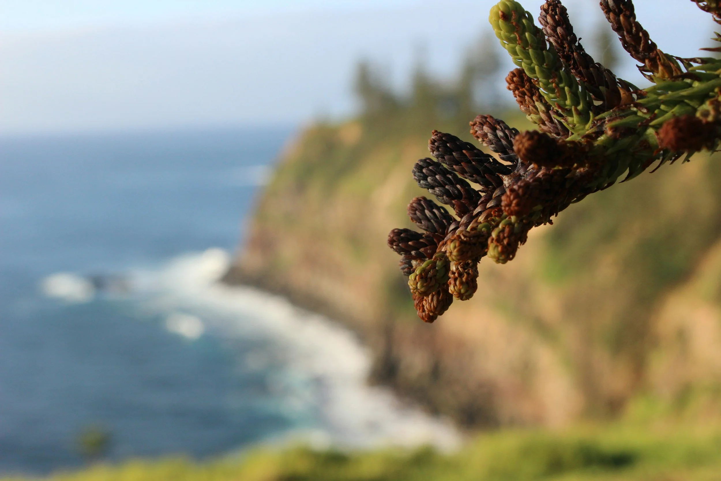 Close-up of pine cones on a tree branch with a blurry coastal landscape in the background.