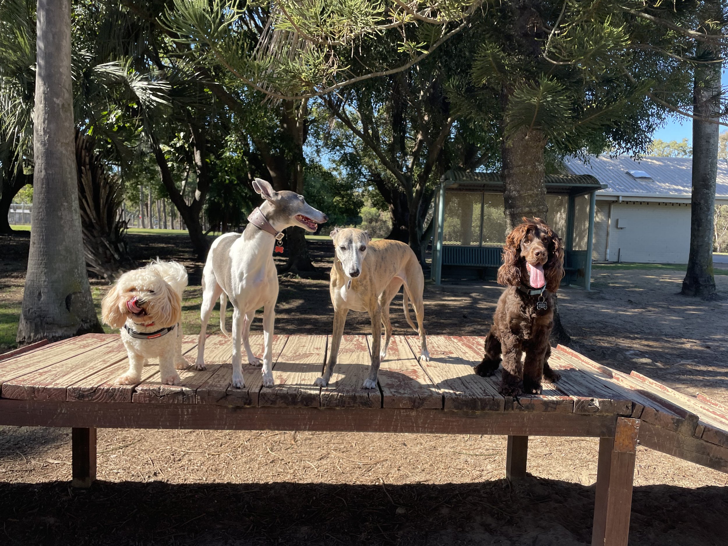 Four dogs holding a stay together on a raised wooden platform at an off-leash park