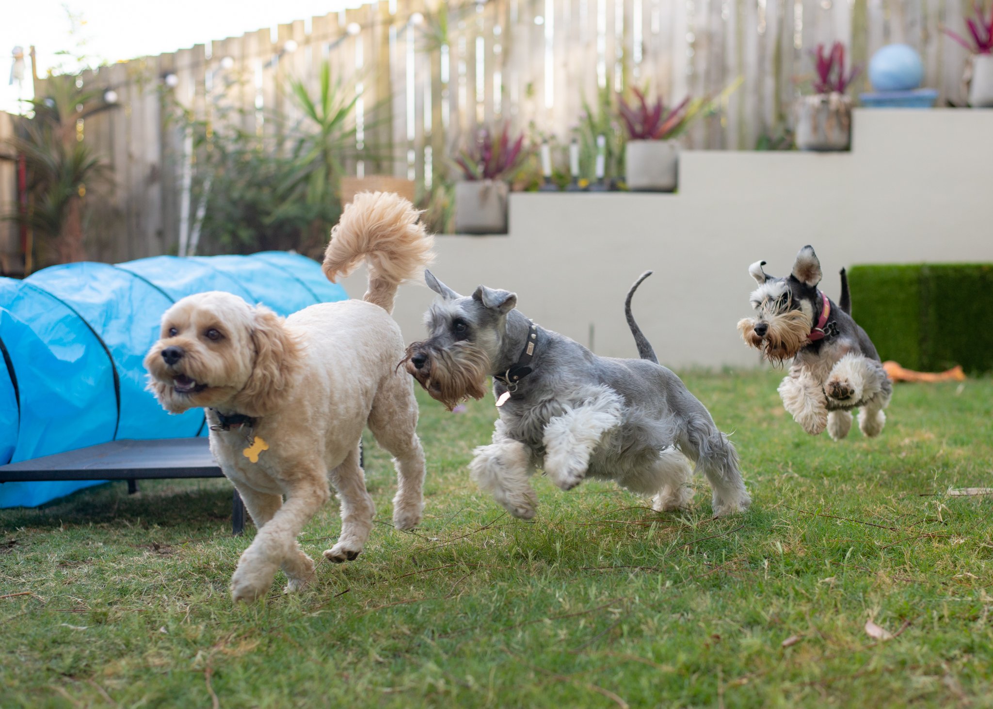 A cream cockapoo and two schnauzers playing on the lawn next to a blue agility tunnel
