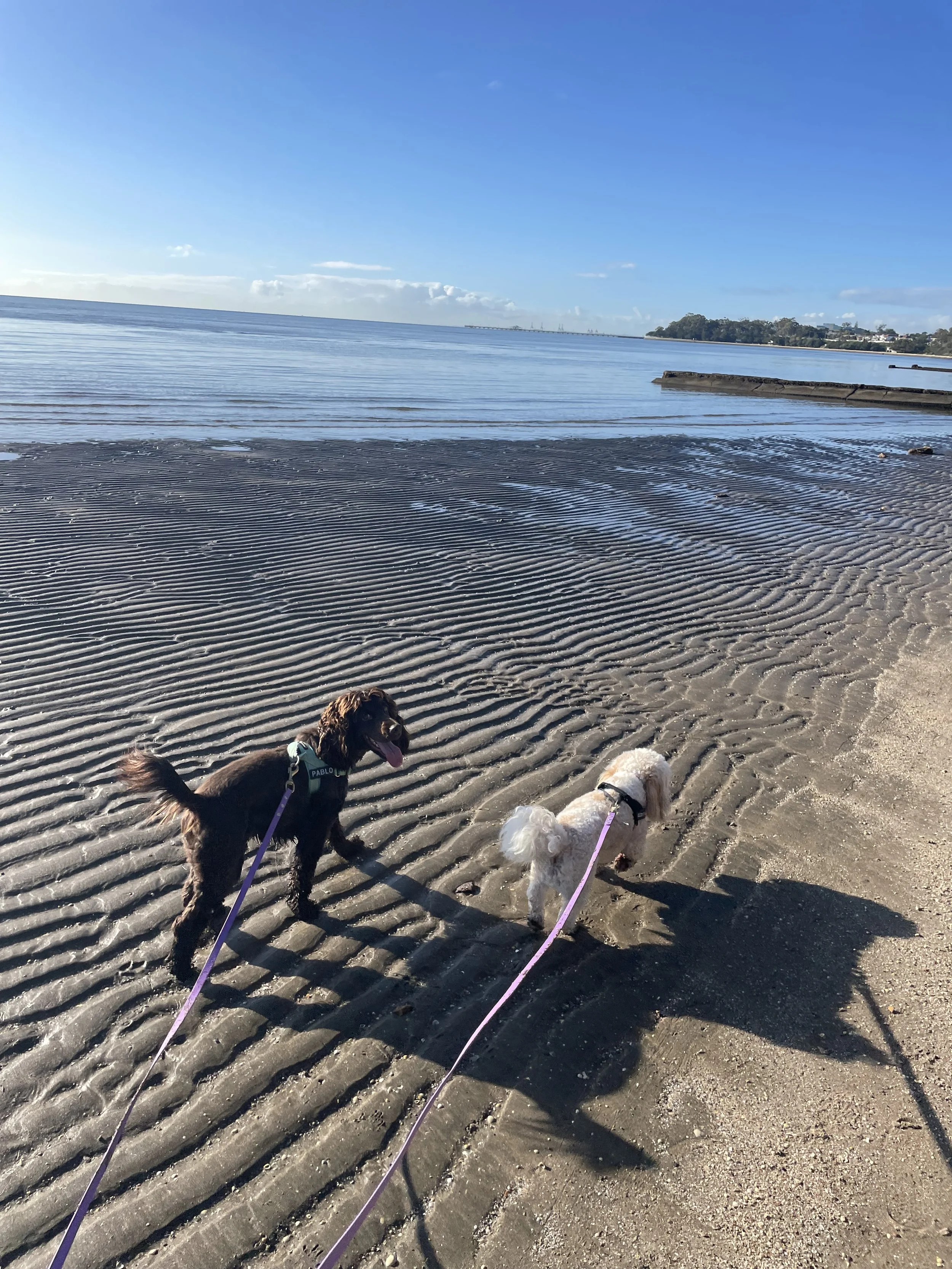 A chocolate cocker spaniel and a white cavoodle on long leads on rippled sand at low tide