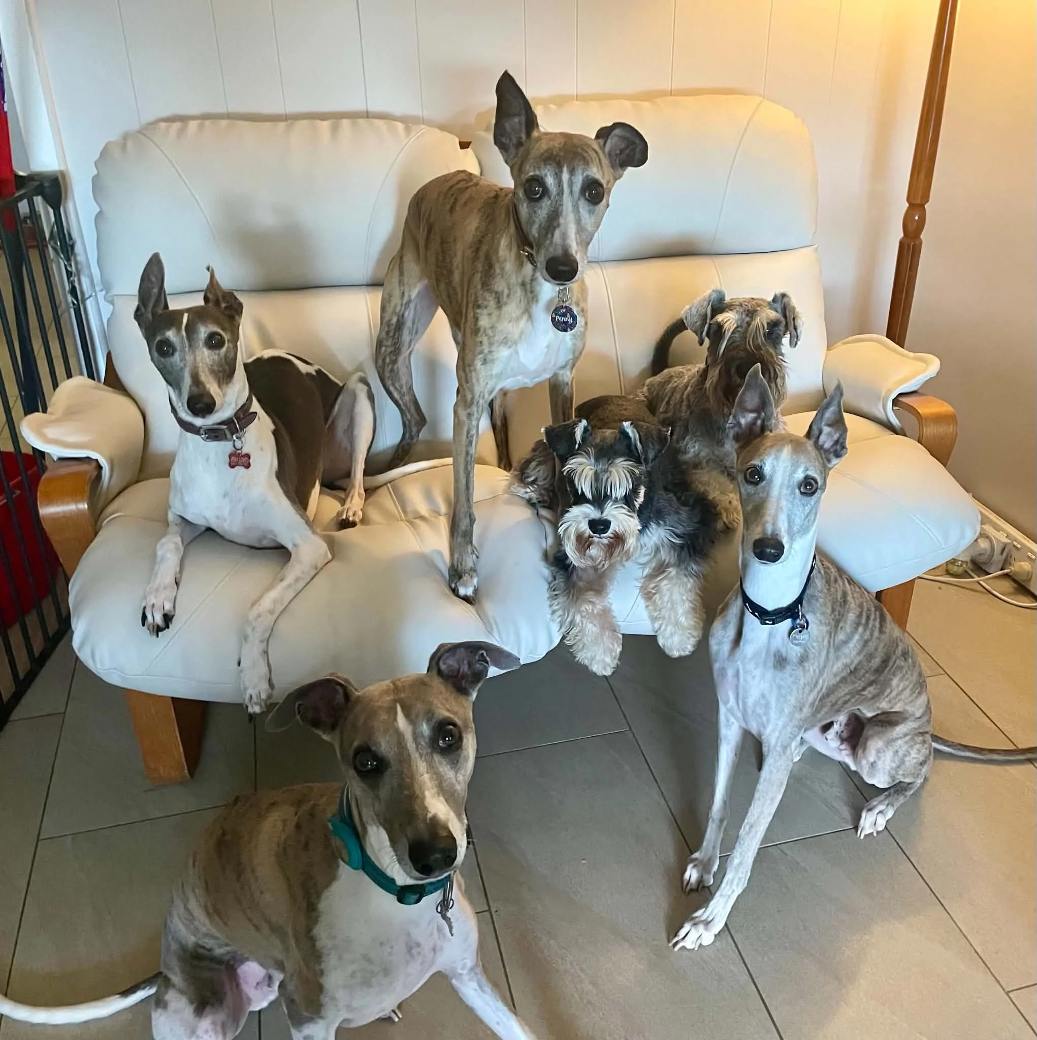 Six small dogs — whippets, an Italian greyhound and a schnauzer — sharing a cream armchair indoors