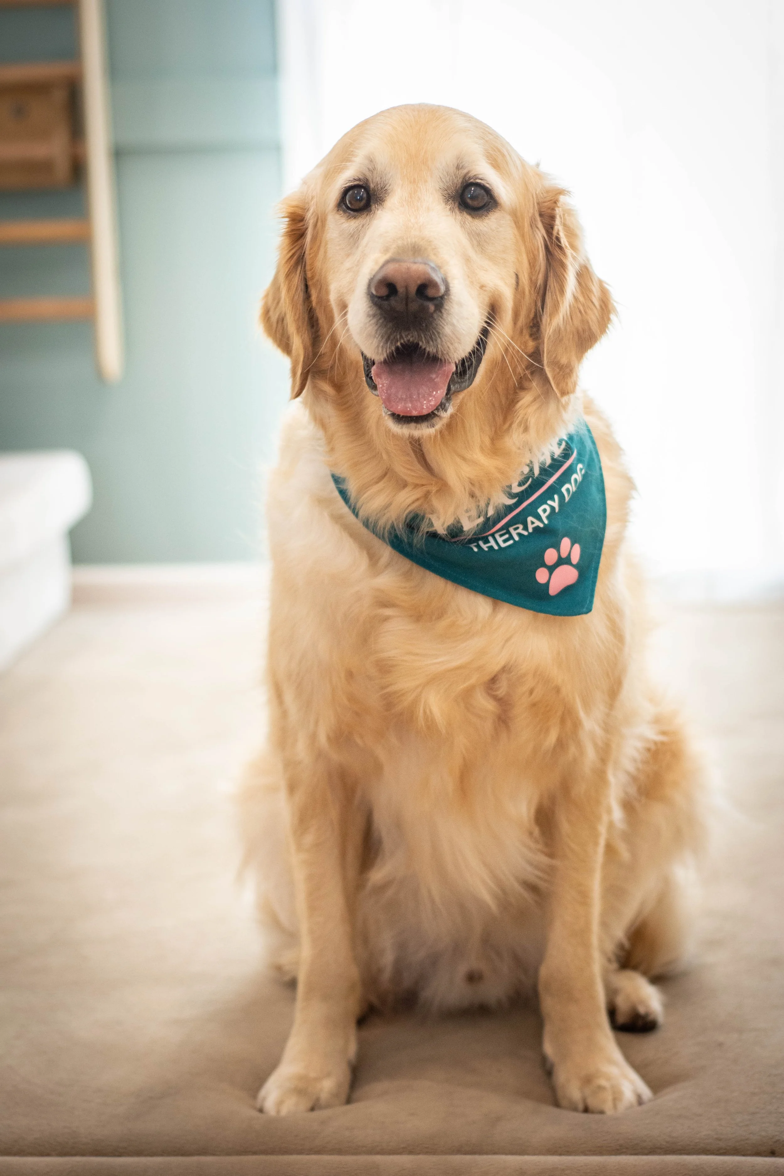 A golden retriever with a therapy dog bandana sitting indoors on a beige cushion, smiling and looking at the camera.