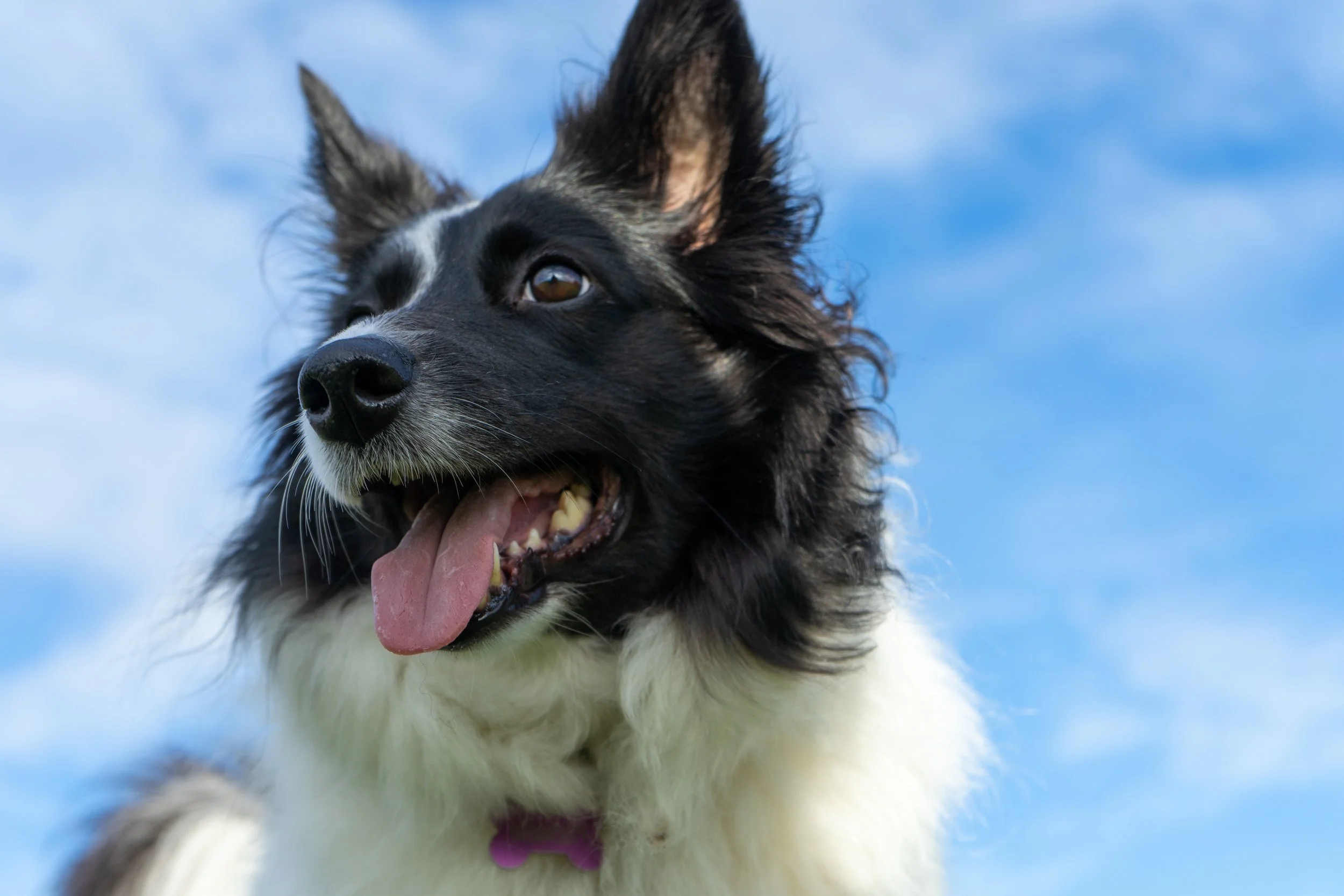 Loved by Dogs,Better Gut Health.jpg