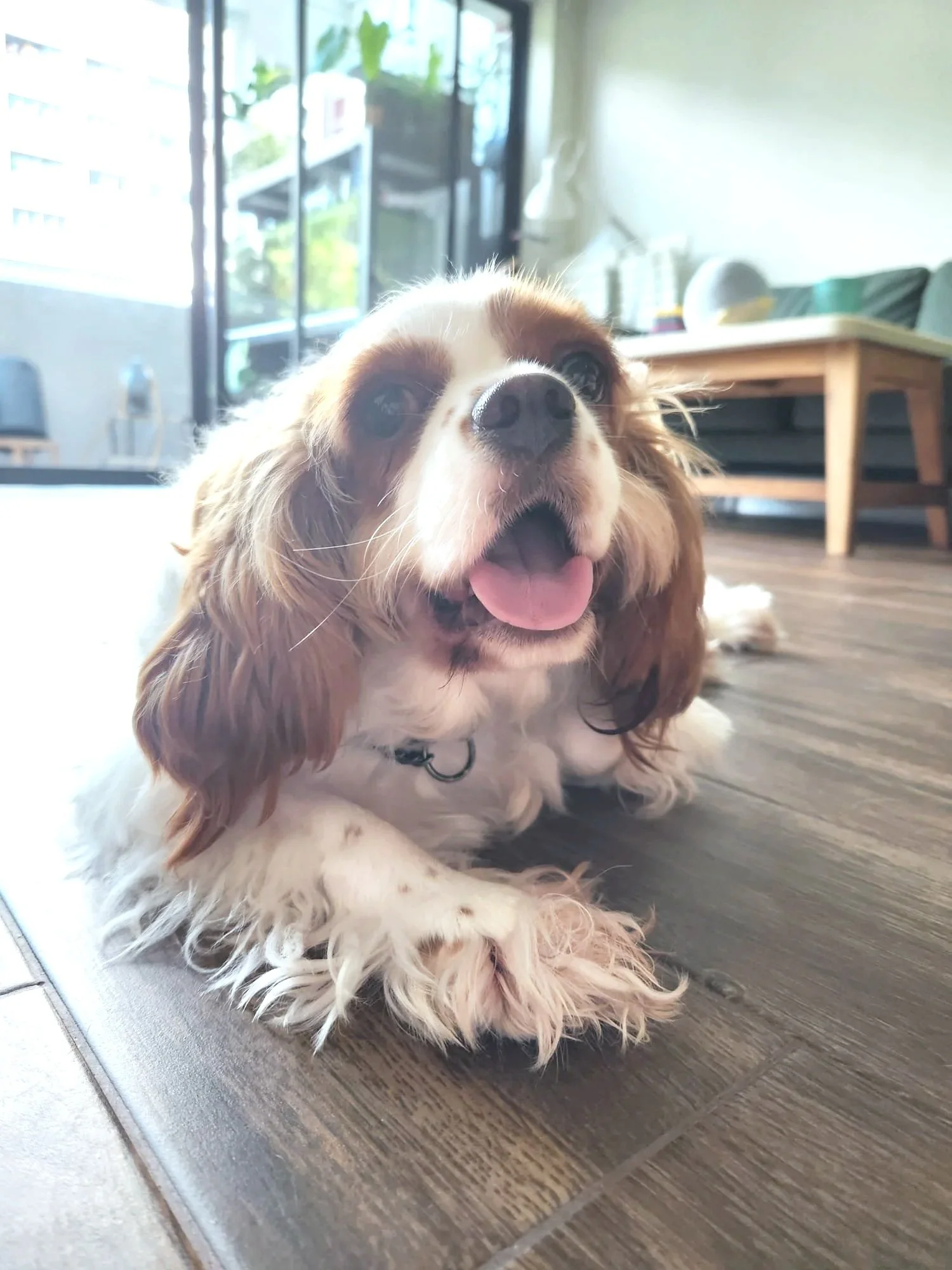 A Cavalier King Charles Spaniel lying on a wooden floor near a glass door, with large, expressive eyes, a pink tongue sticking out, and long, floppy ears.