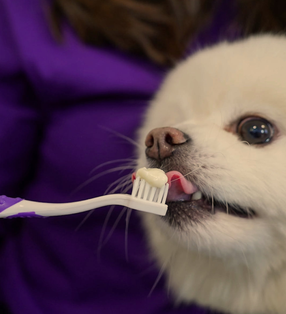 Petsmile+makes+brushing+a+real+treat+for+dogs+and+cats.png