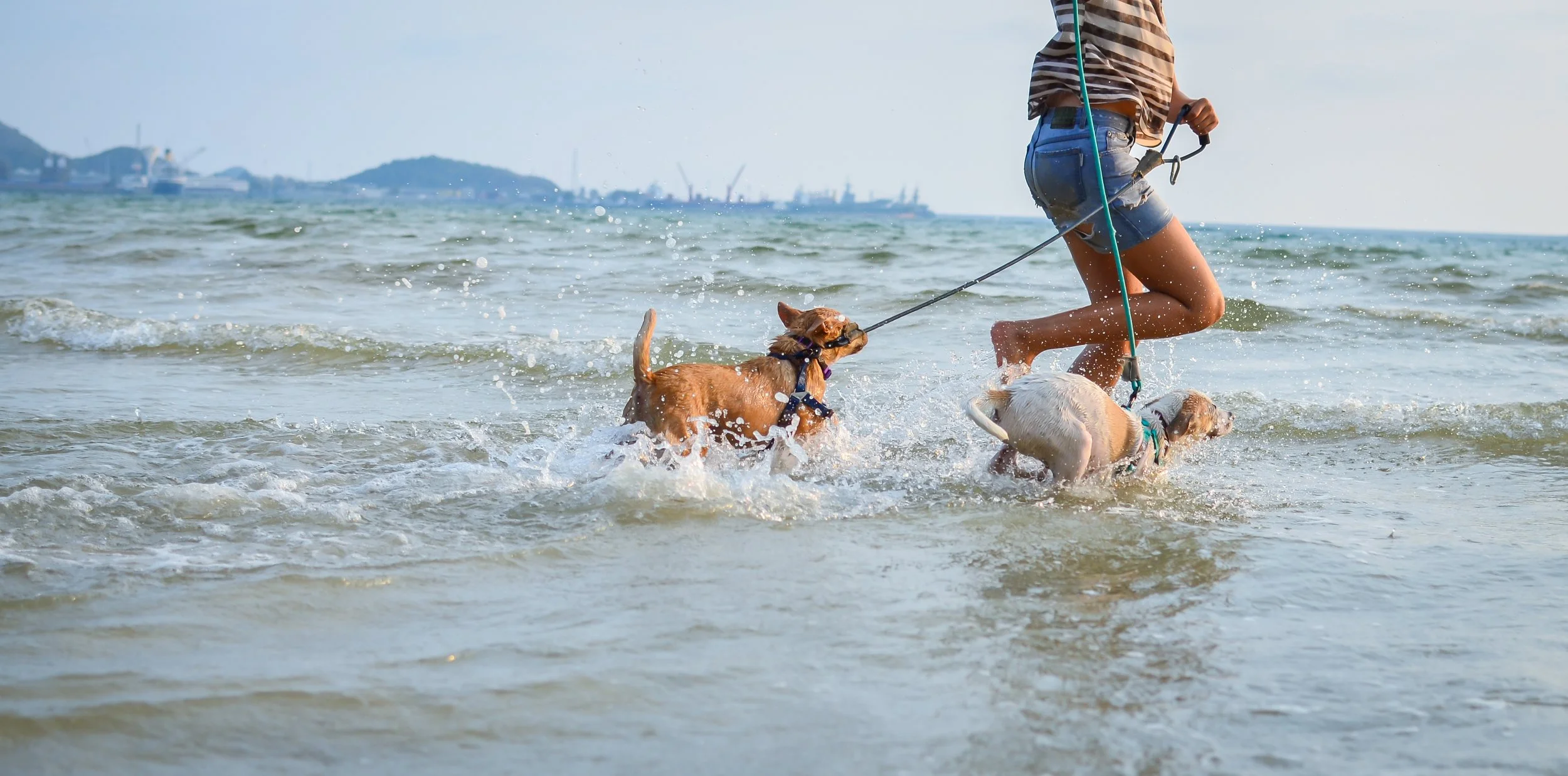 A person wearing striped shirt and denim shorts playing with two dogs in shallow ocean water during daytime.
